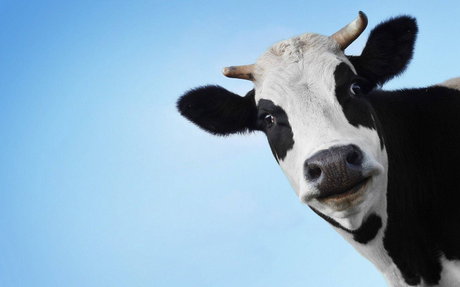 Smiling Dairy Cattle Close Up Background