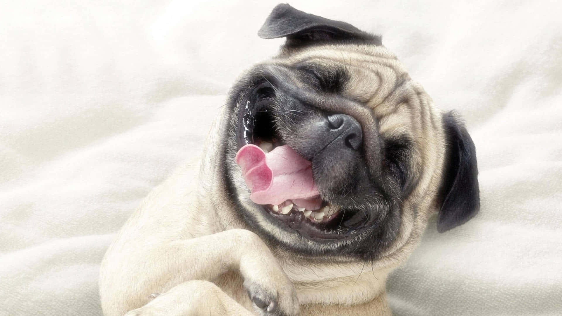 Smiling Face Pug Dog Background