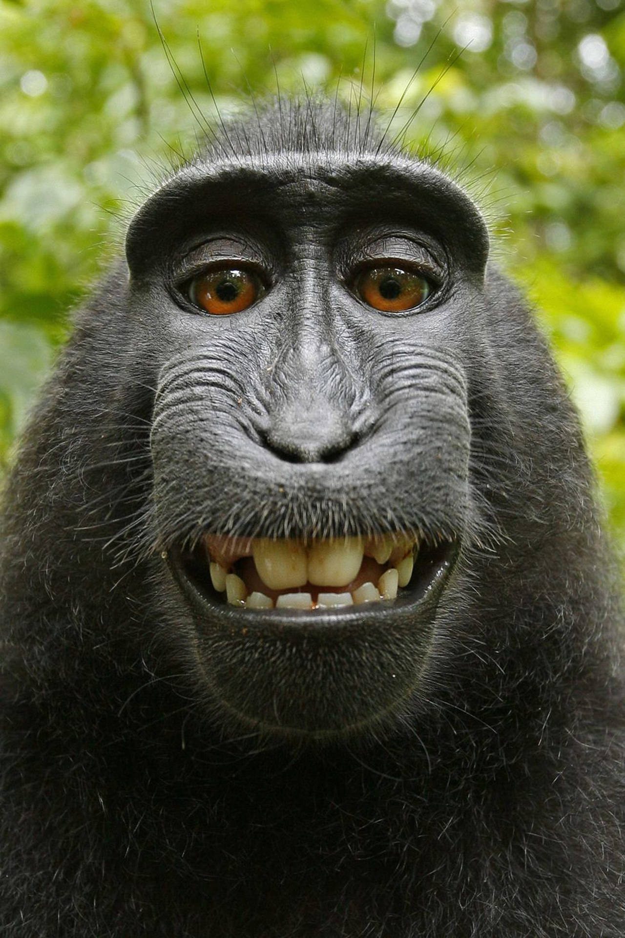 Smiling Happy Gorilla Iphone Background