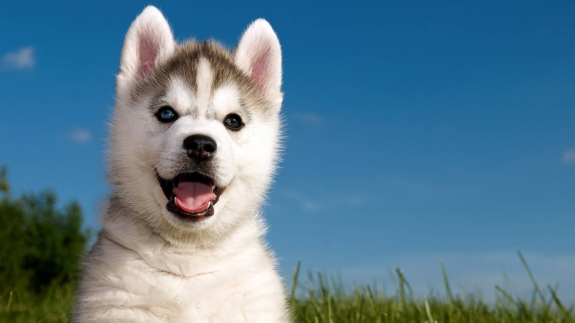 Smiling Husky Puppy Blue Sky