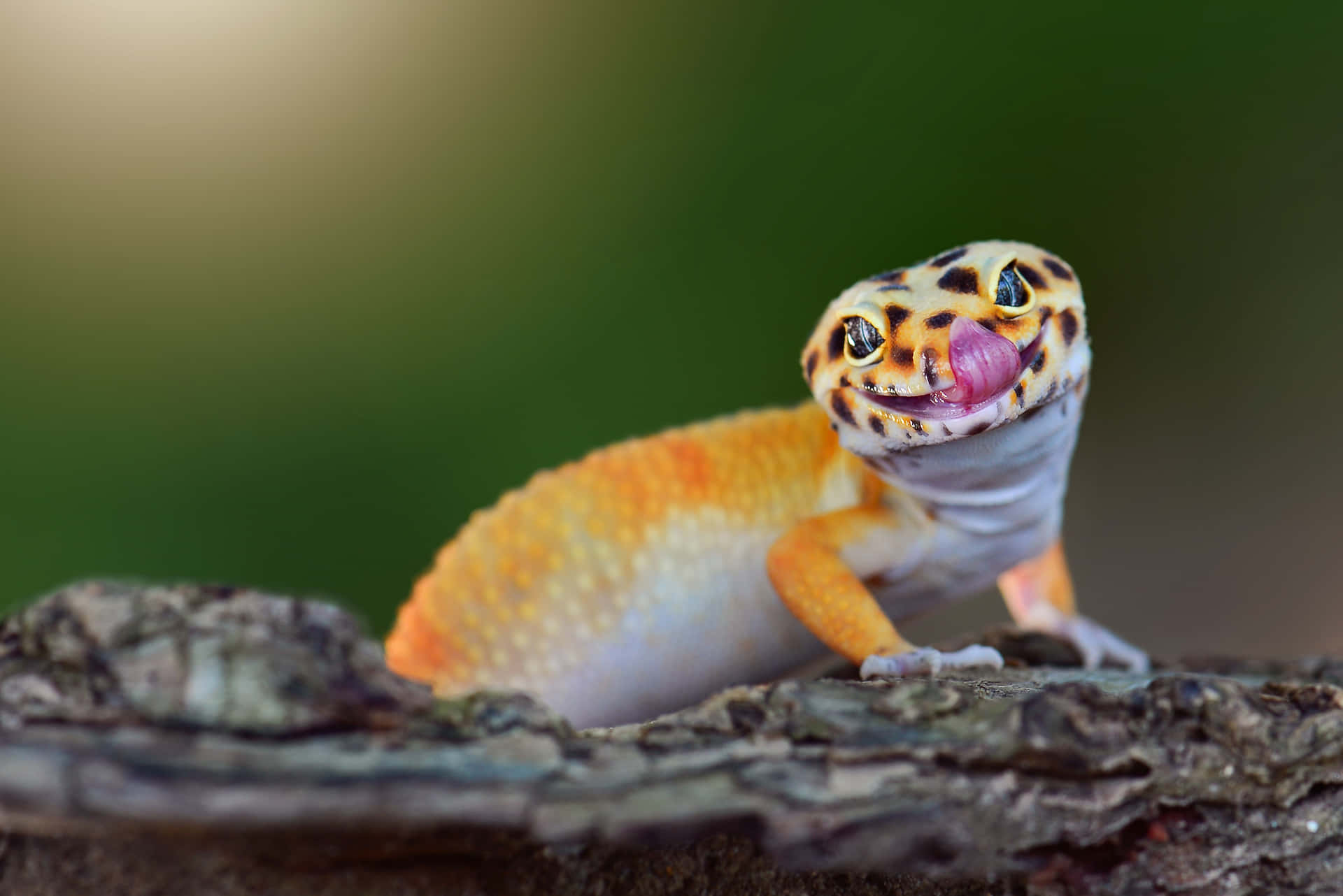 Smiling Leopard Geckoon Branch Background