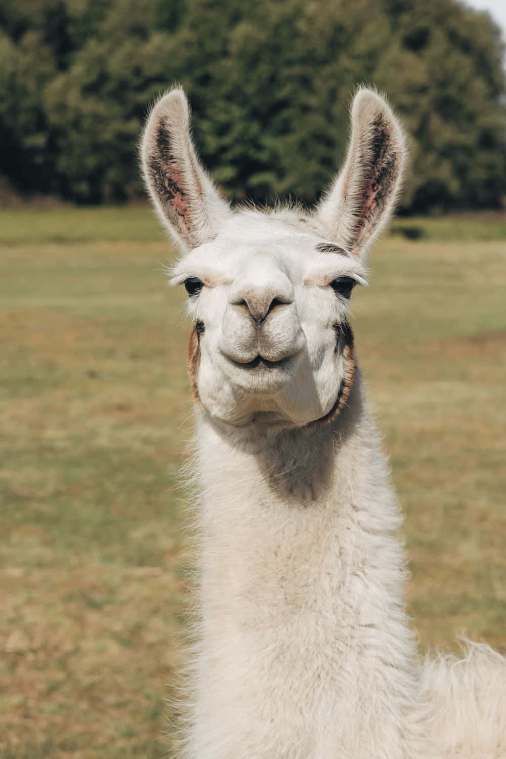 Smiling Llama Portrait.jpg Background