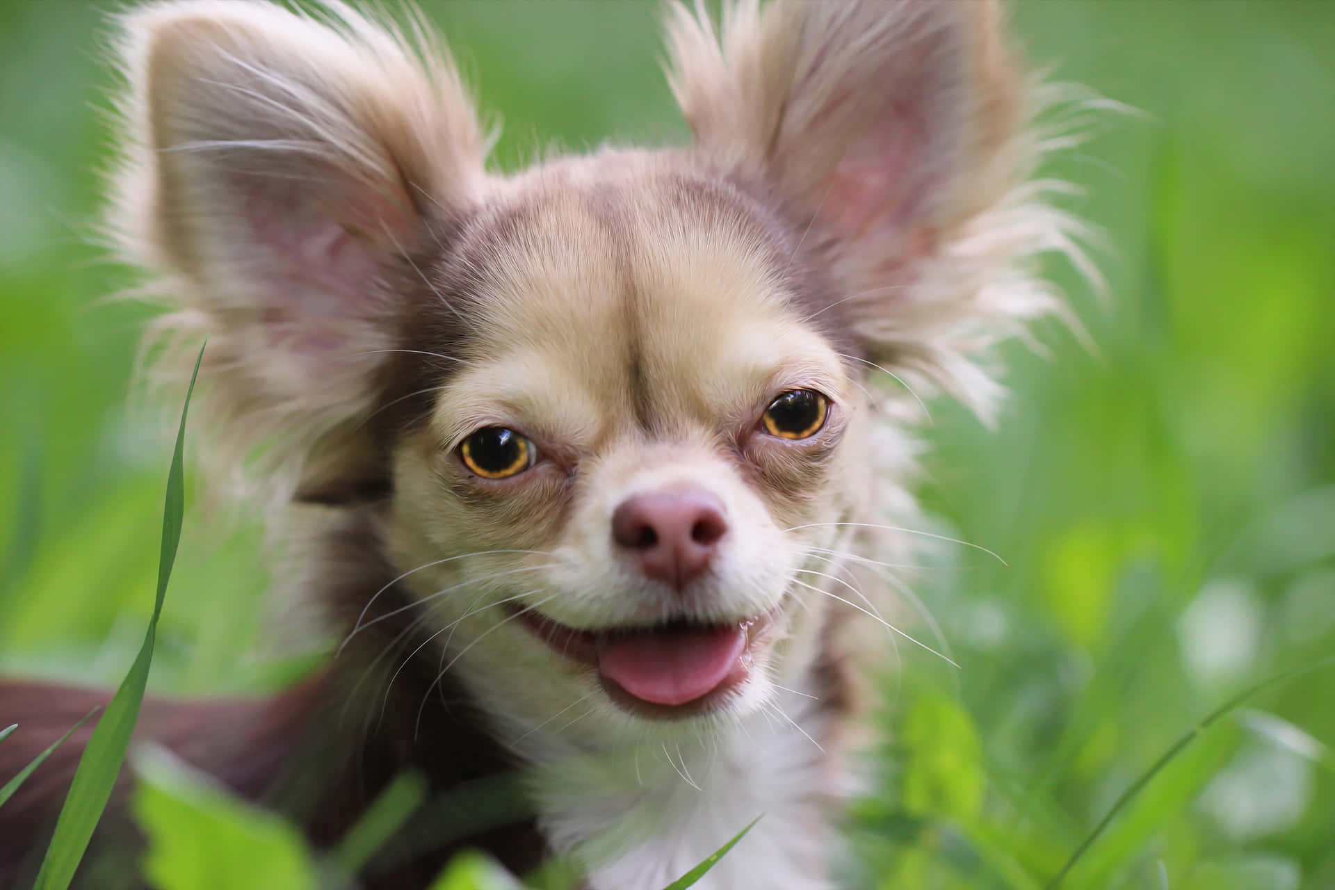 Smiling Long Haired Chihuahua Dog Background