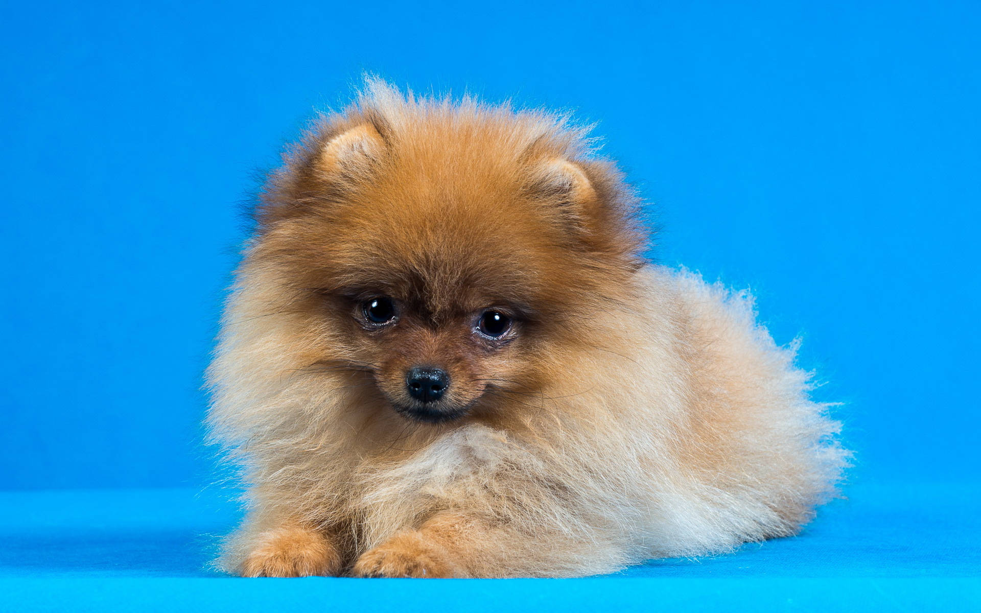 Smiling Pomeranian Puppy Portrait Background