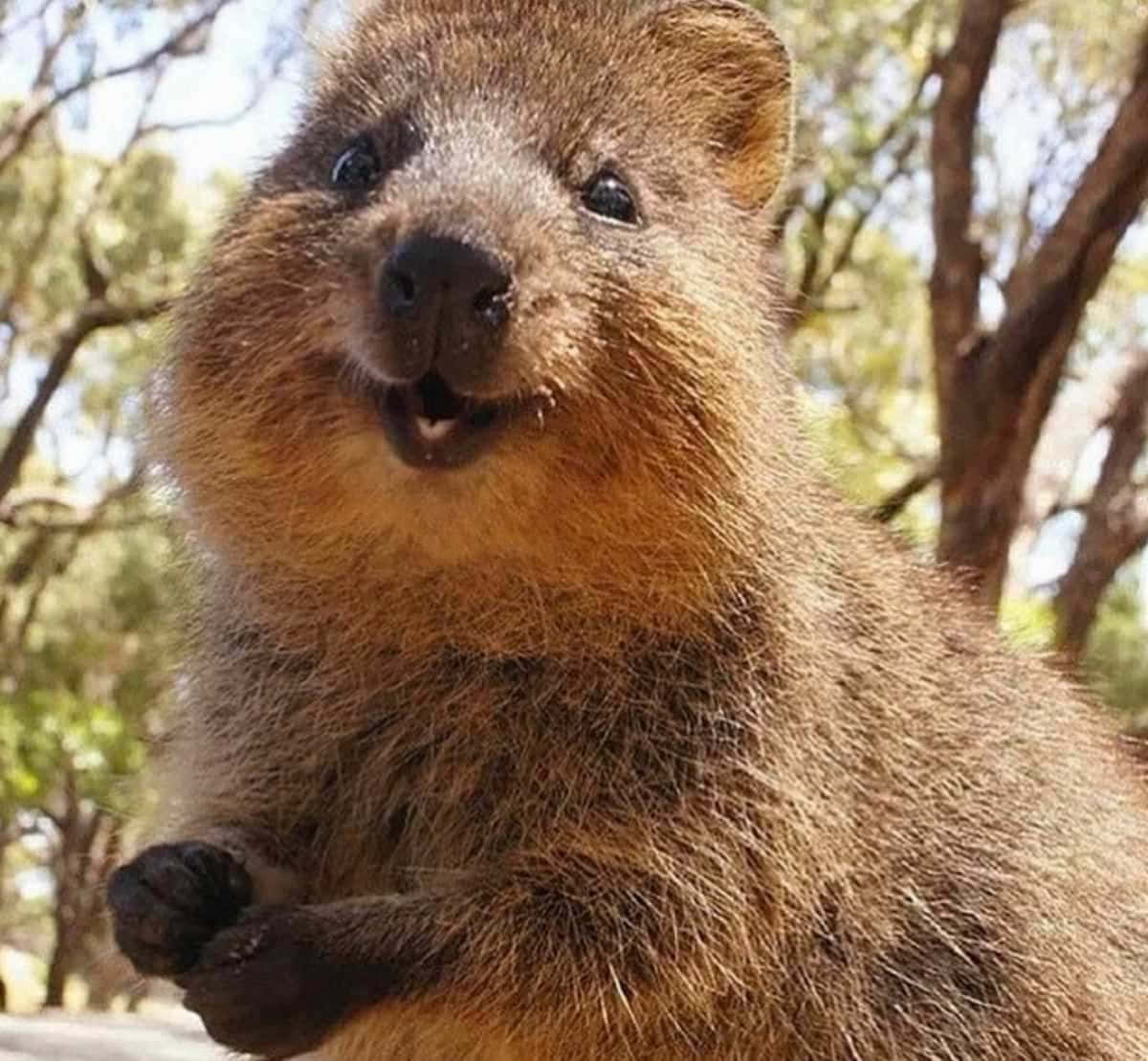 Smiling Quokka Australia Background