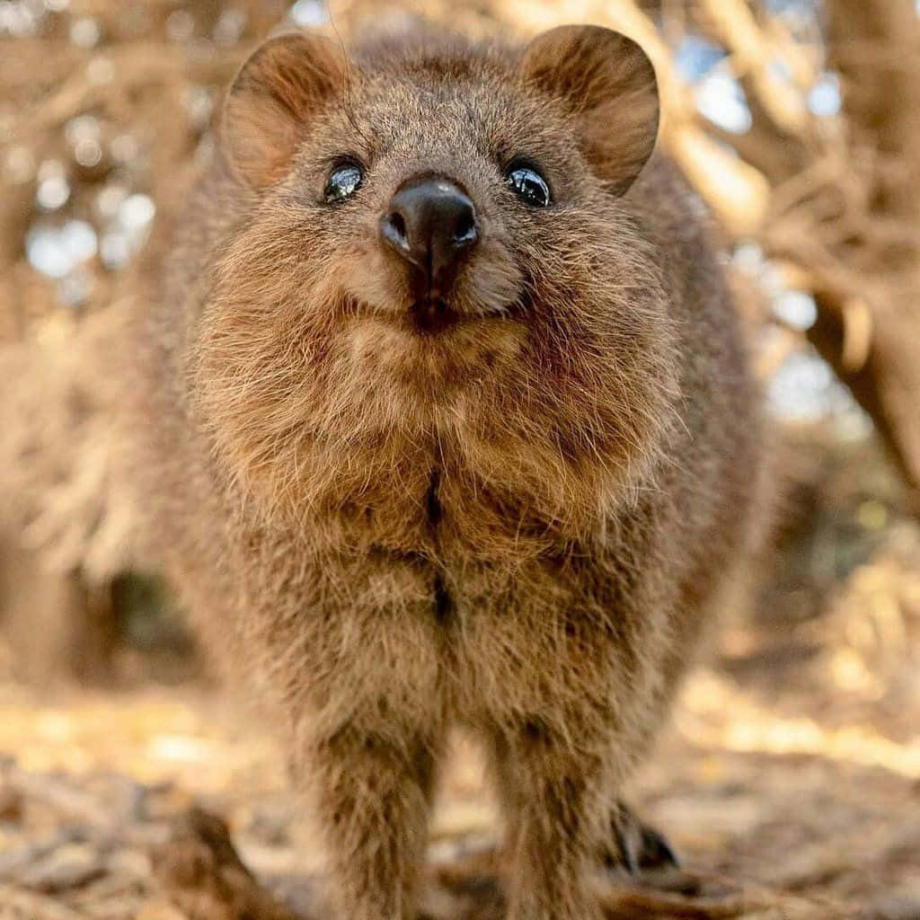 Smiling Quokka Australia Background