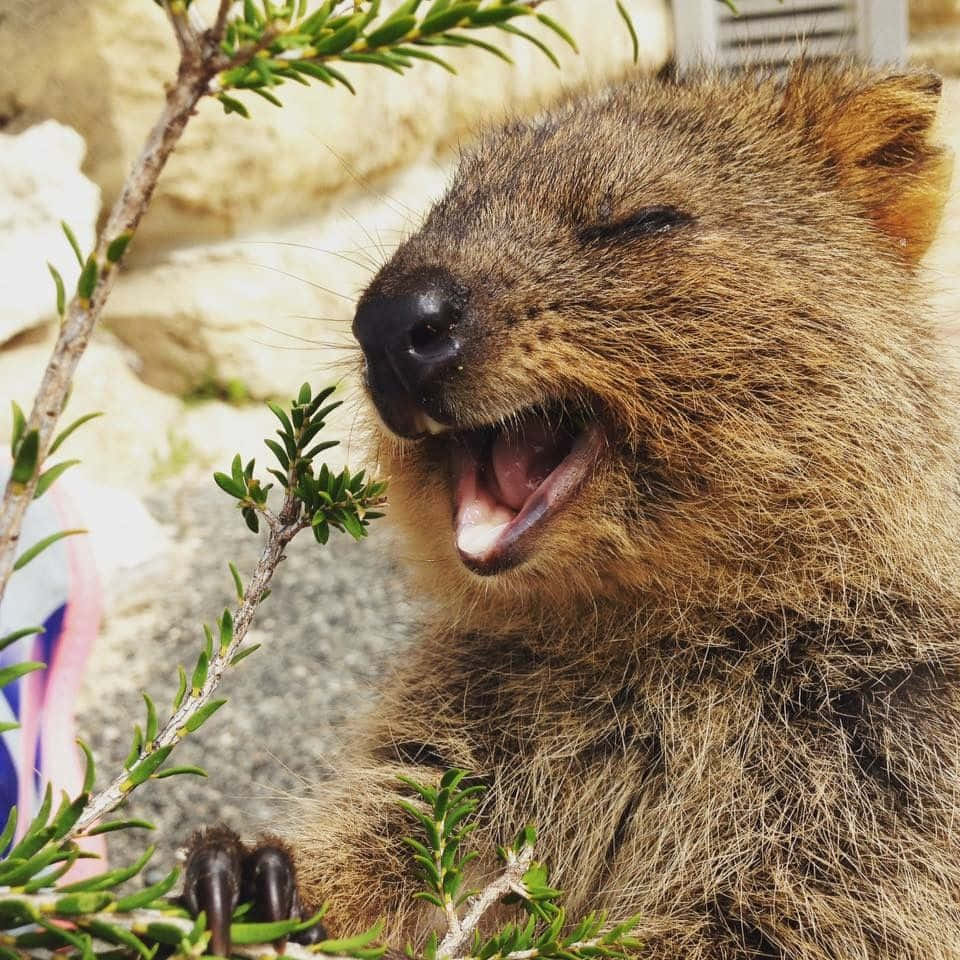 Smiling Quokka Happiness.jpg Background