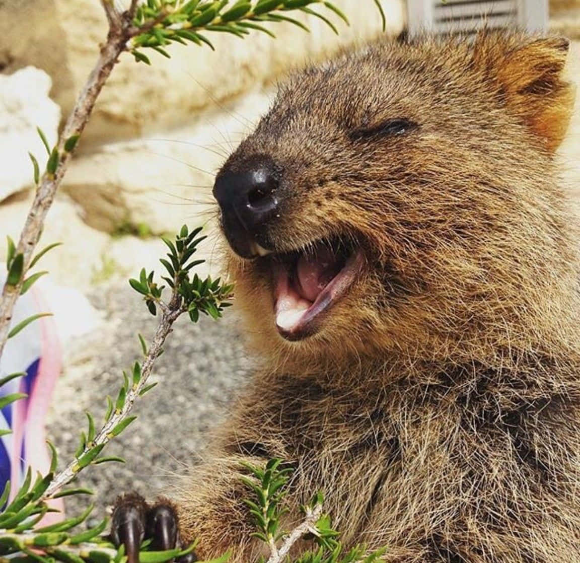 Smiling Quokka Happiness.jpg Background