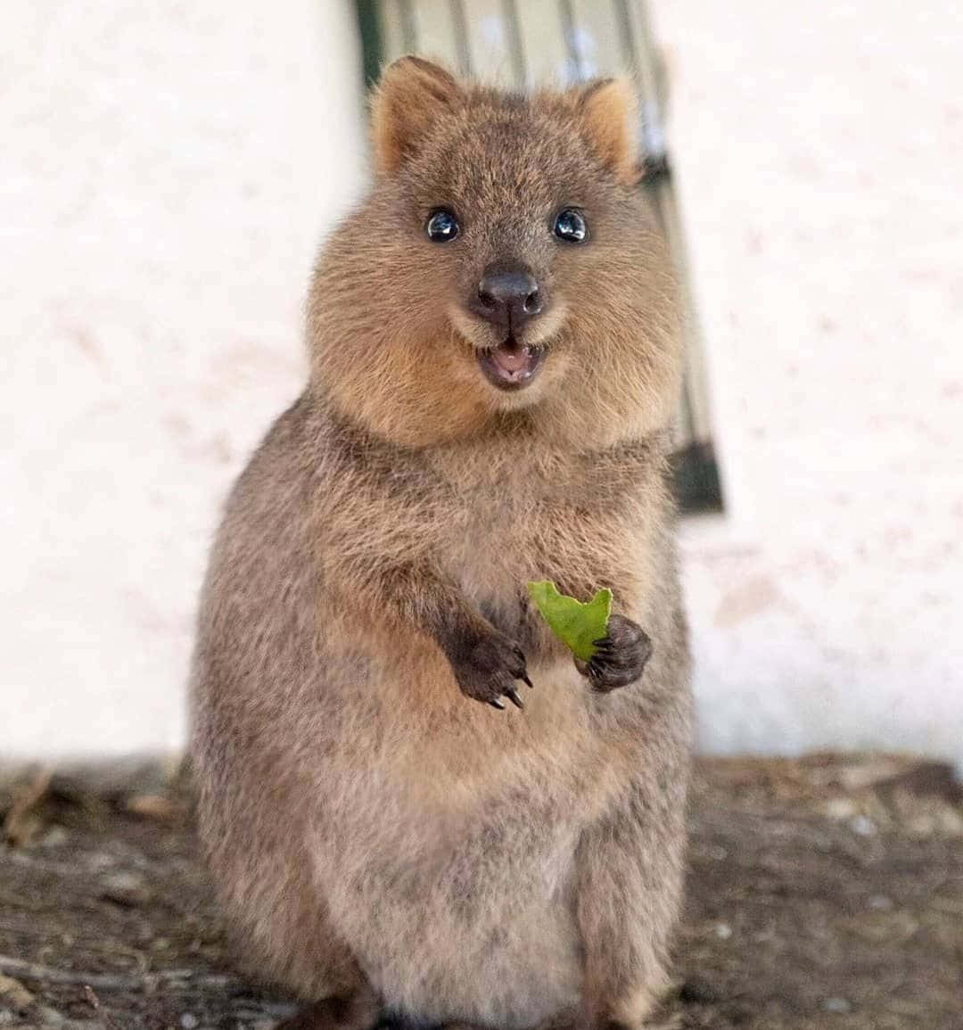 Smiling Quokka Holding Leaf.jpg Background