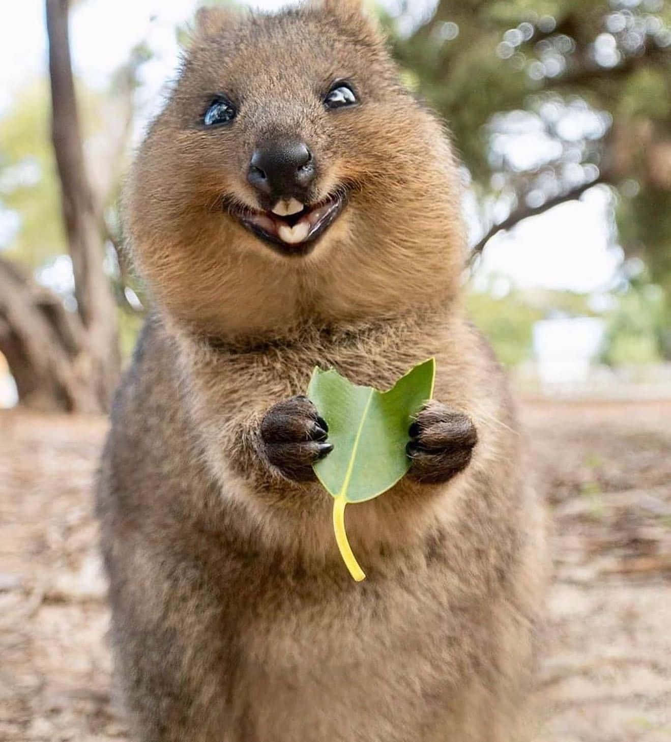 Smiling Quokka Holding Leaf