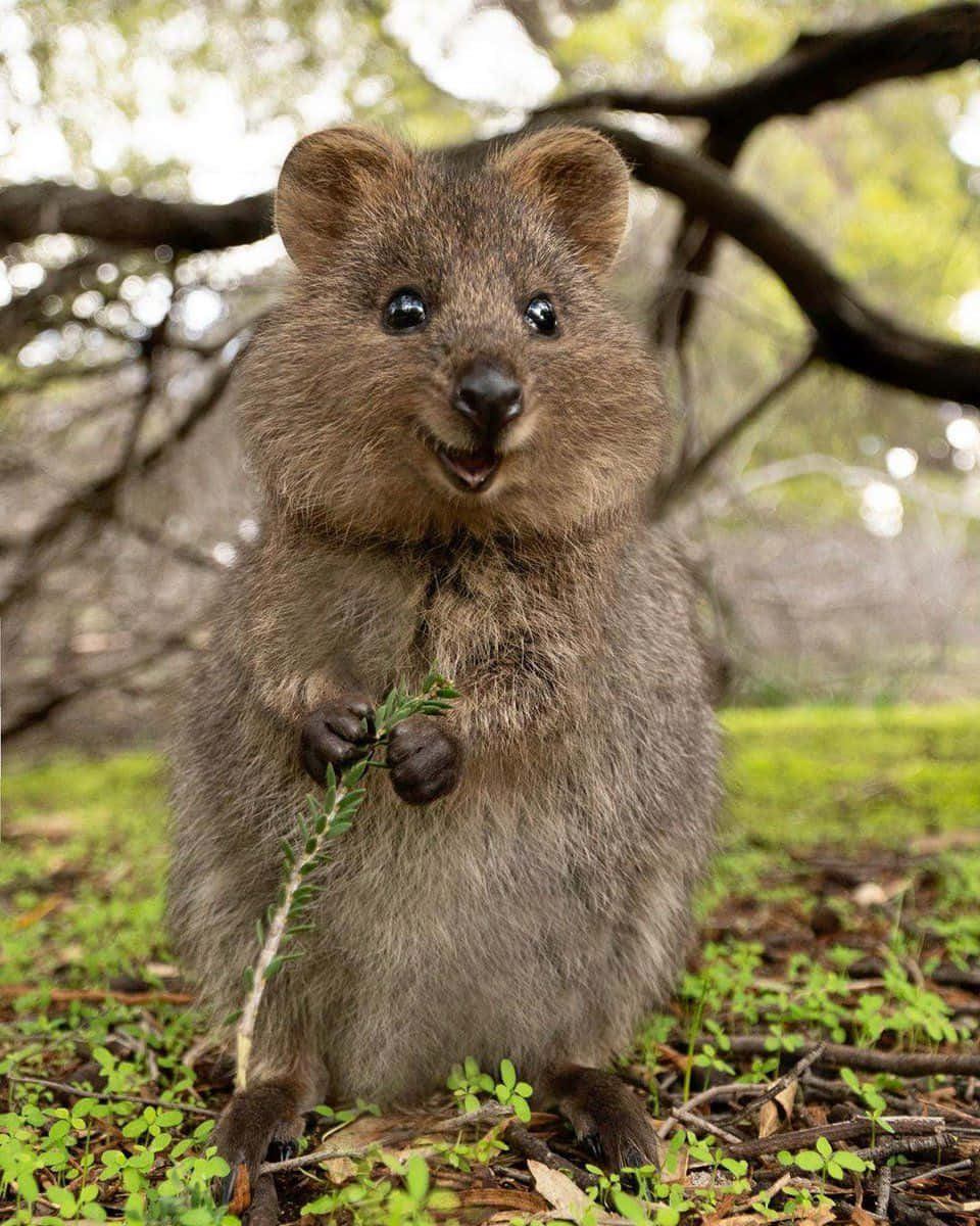 Smiling Quokka Holding Leaves