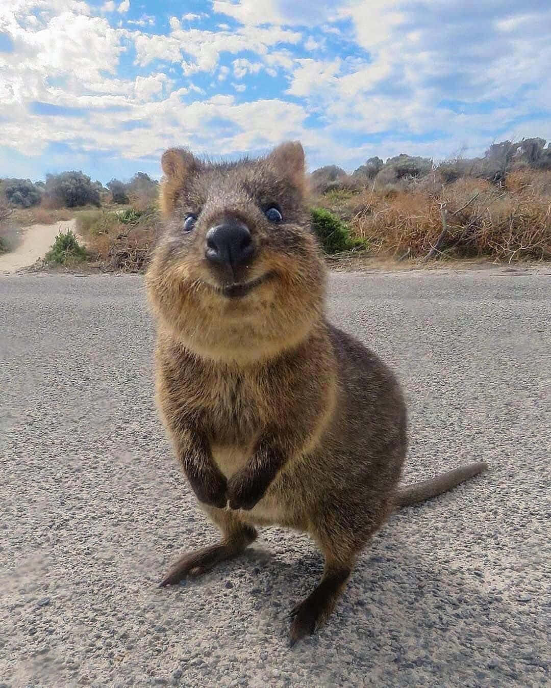 Smiling Quokka On Road.jpg Background