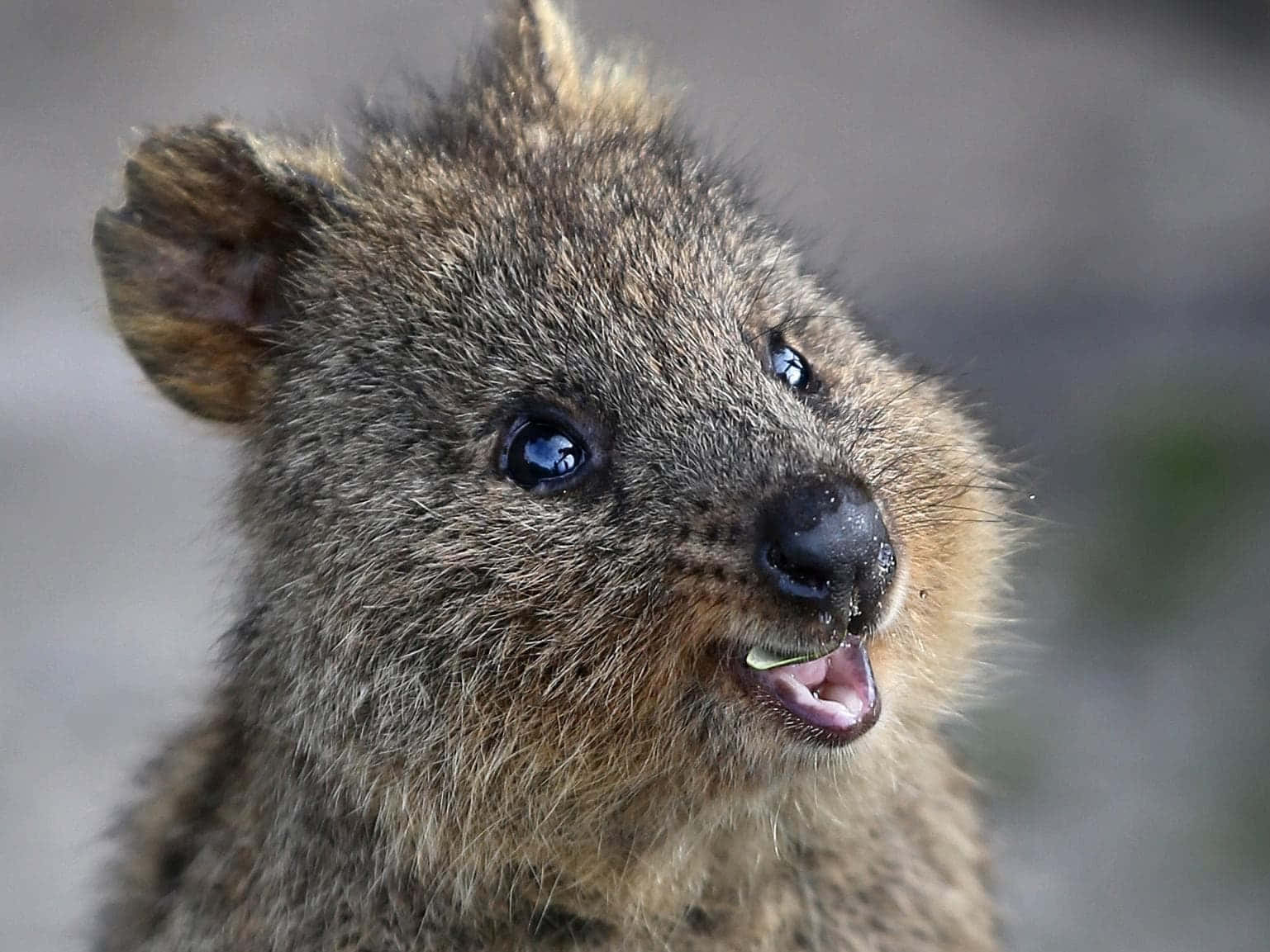 Smiling Quokka Portrait Background