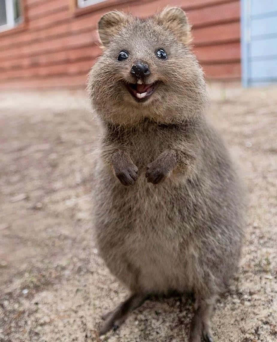 Smiling Quokka Standing Background