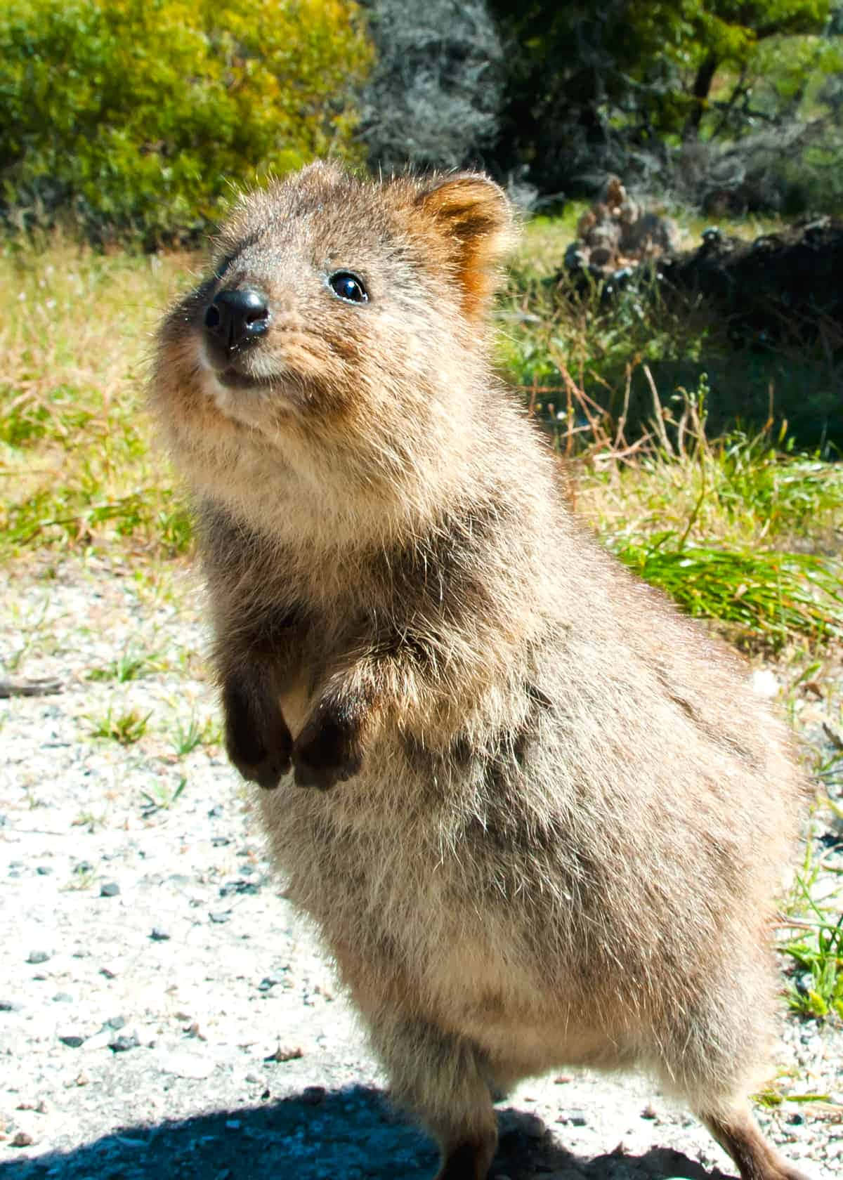 Smiling Quokka Standing Background