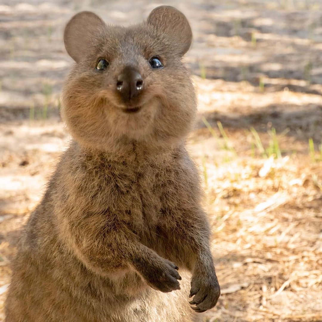 Smiling Quokka Standing Background