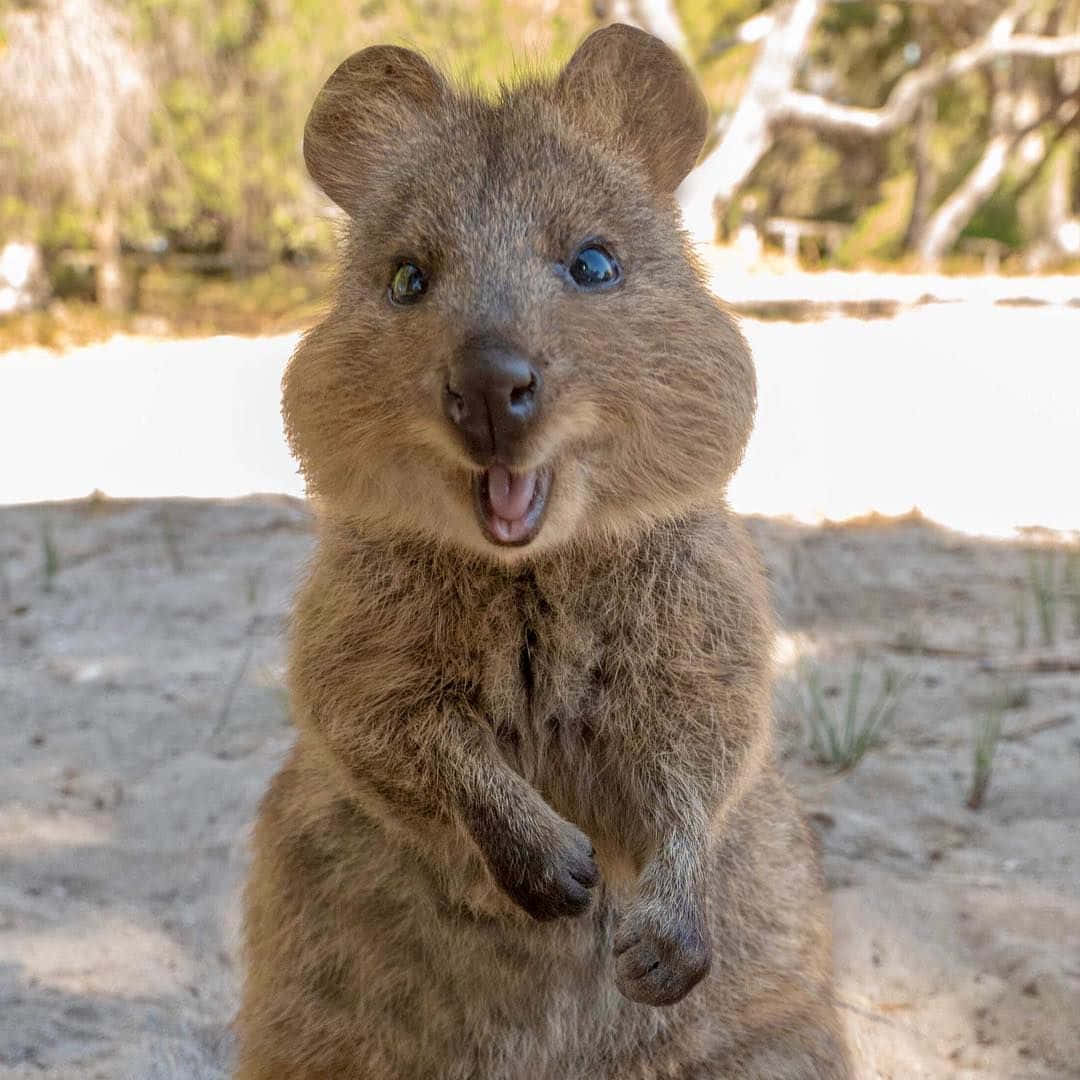 Smiling Quokka Standing