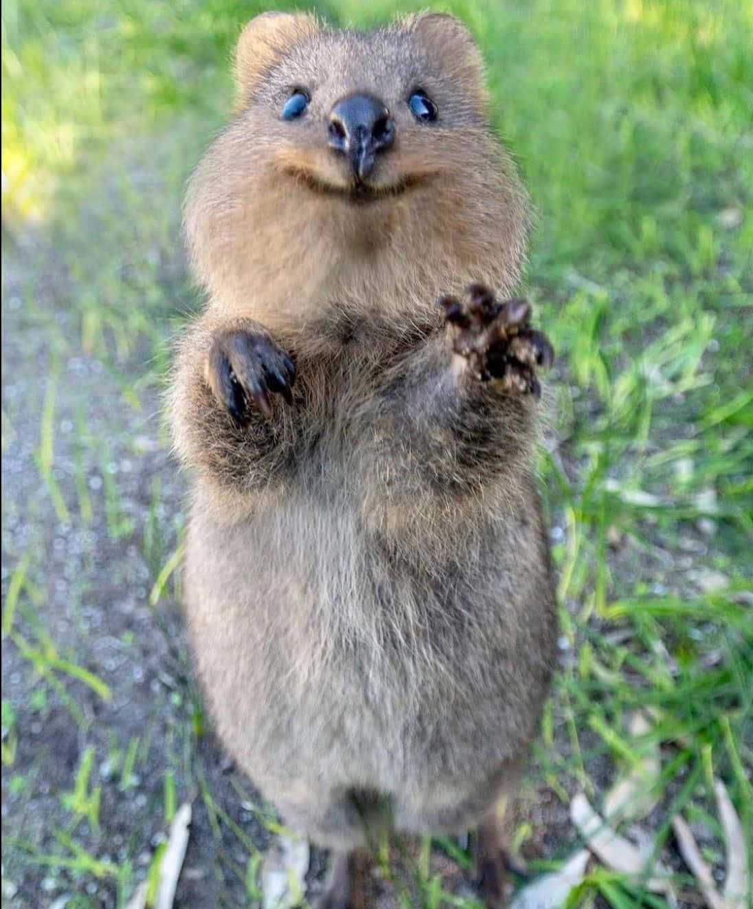 Smiling Quokka Standing Tall