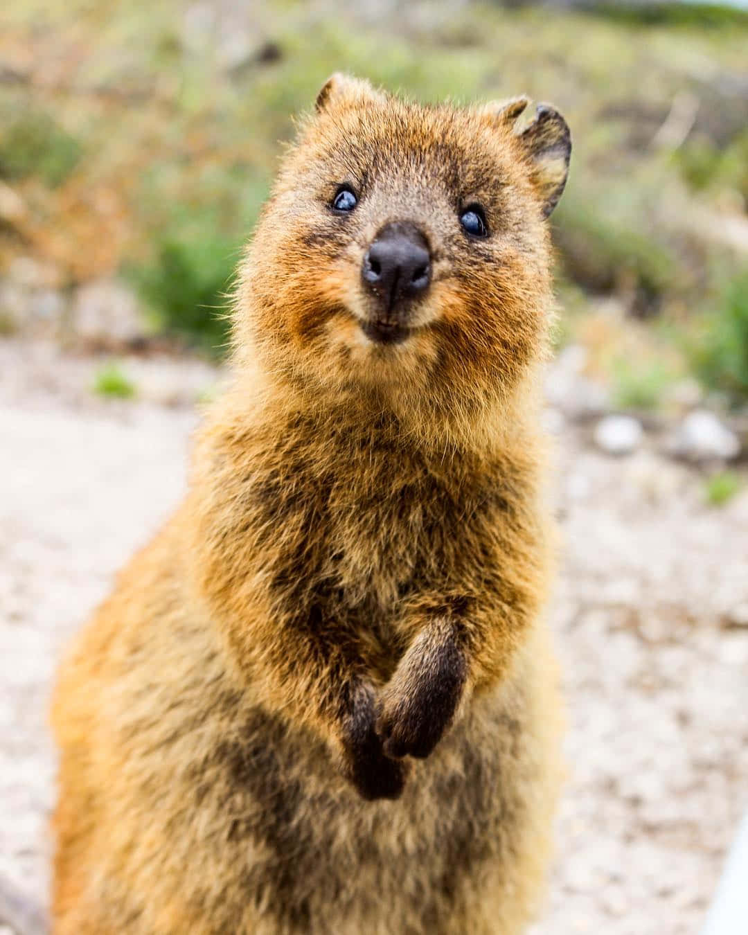 Smiling Quokka Standing