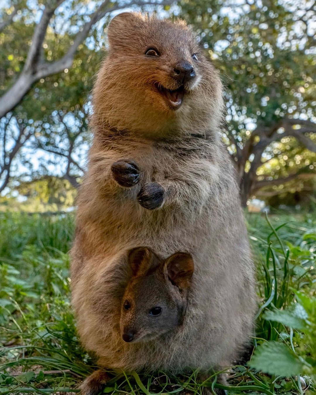 Smiling Quokka With Joey.jpg Background