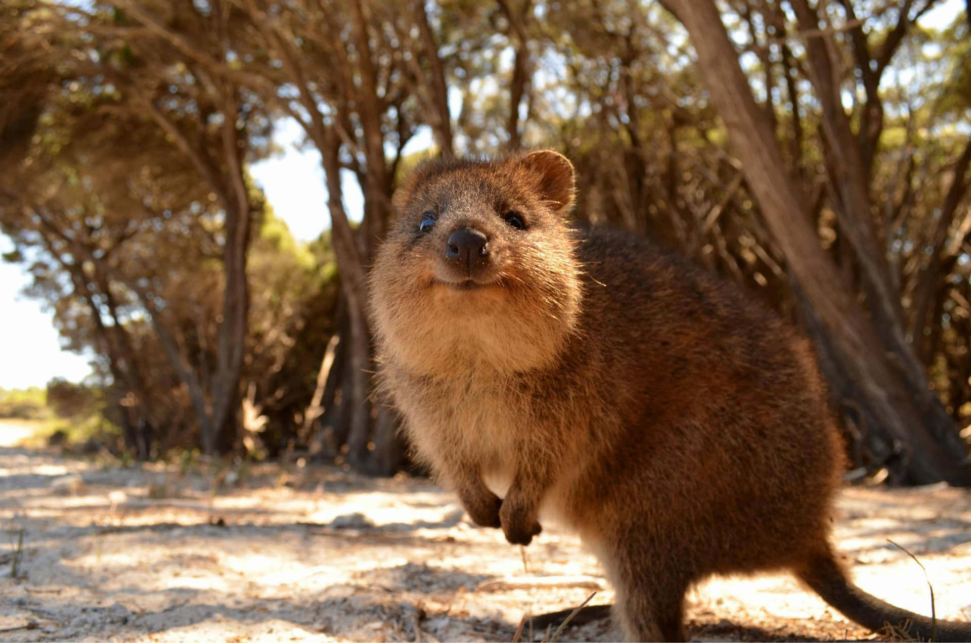 Smiling Quokkain Natural Habitat Background