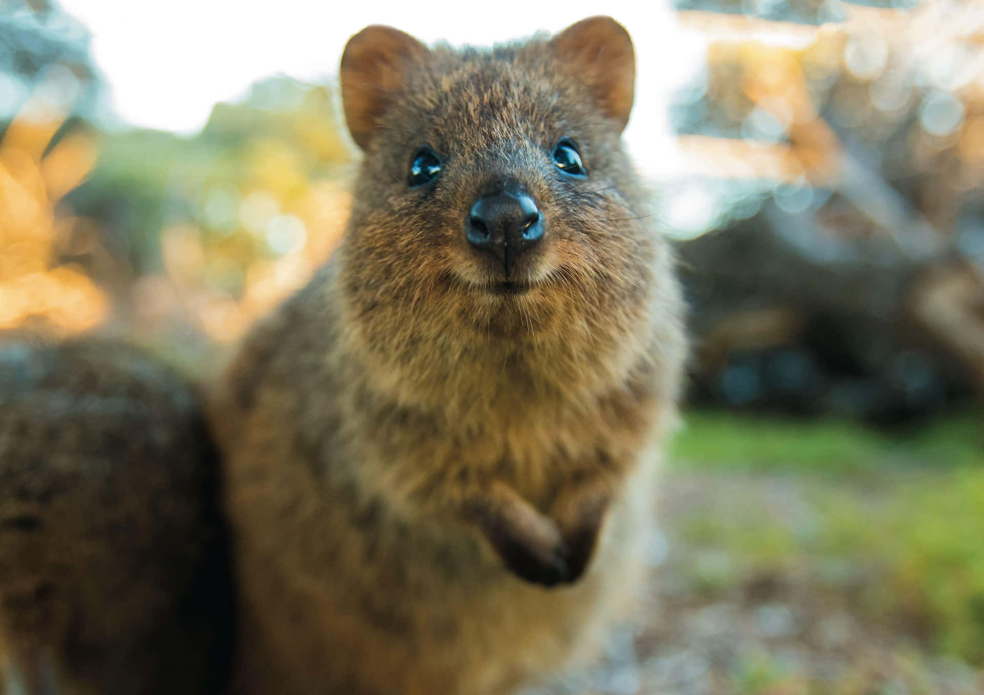 Smiling Quokkain Nature.jpg Background