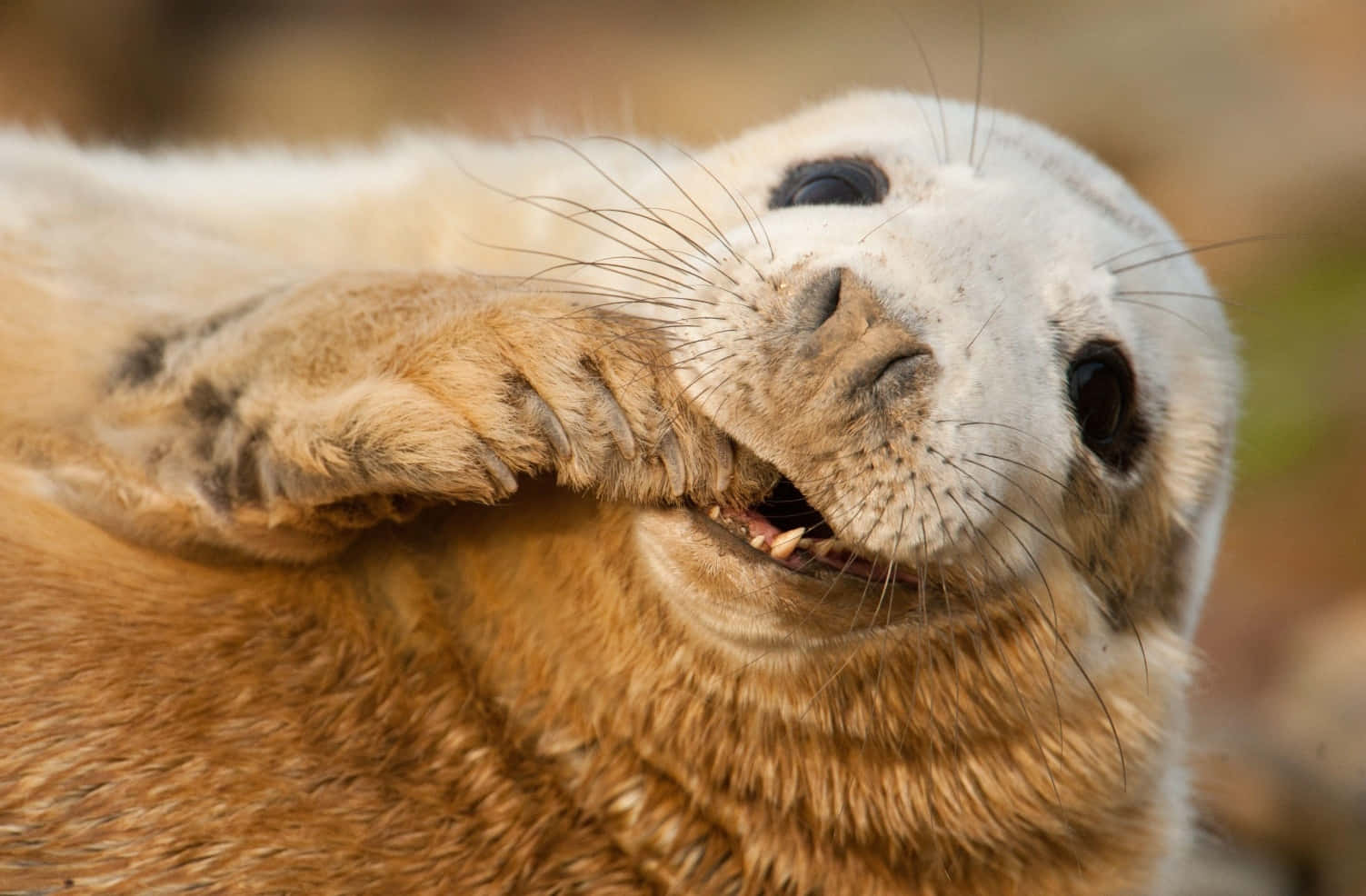 Smiling Seal Portrait