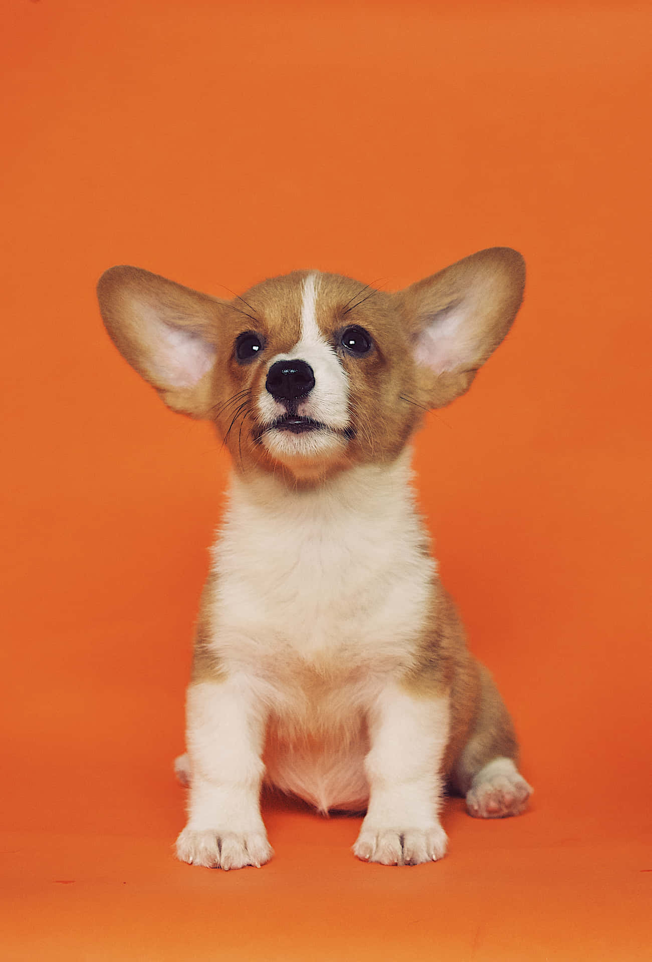 Smiling Small Dog Corgi Portrait Background