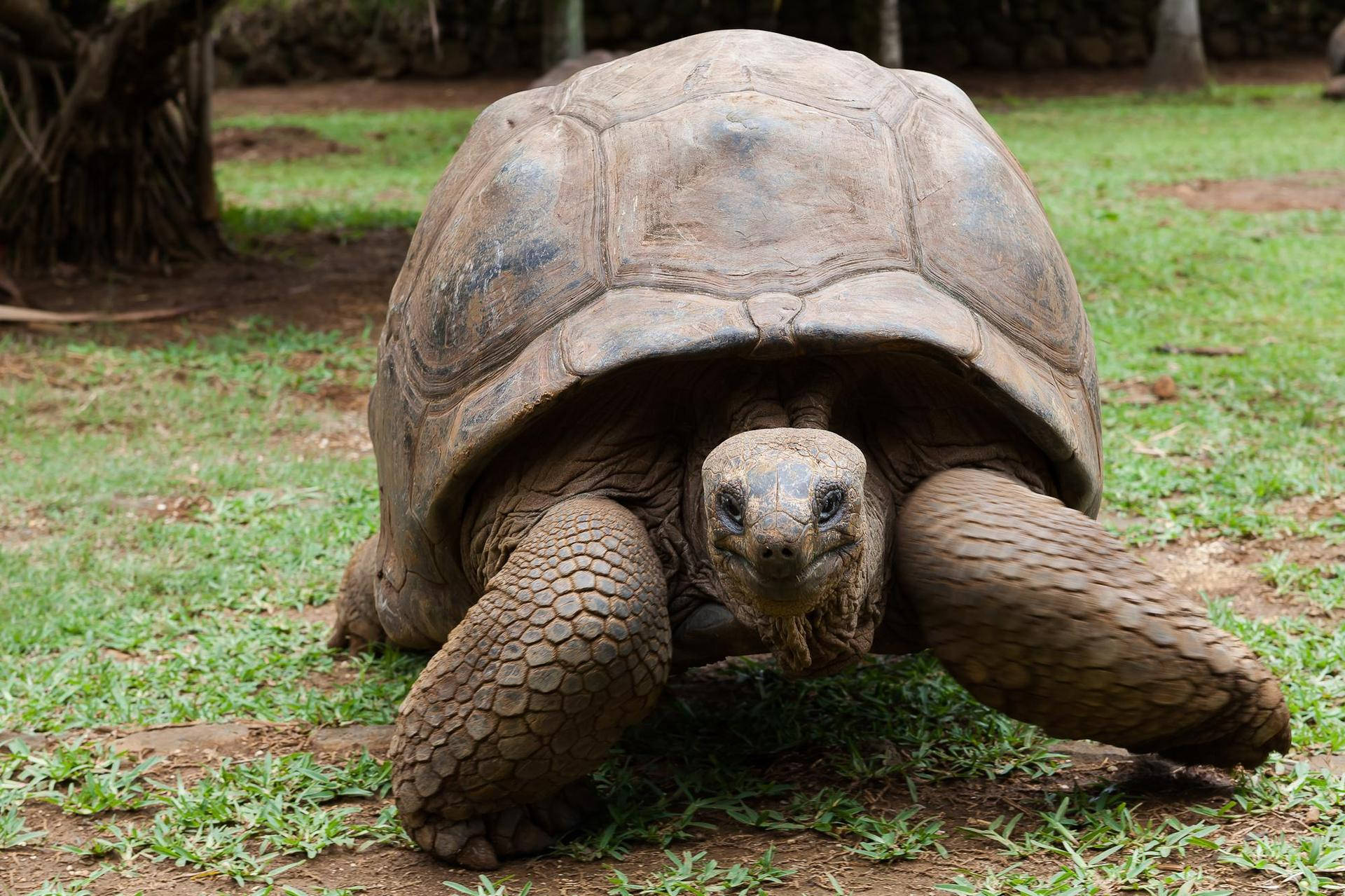 Smiling Tortoise On Grassy Ground Background