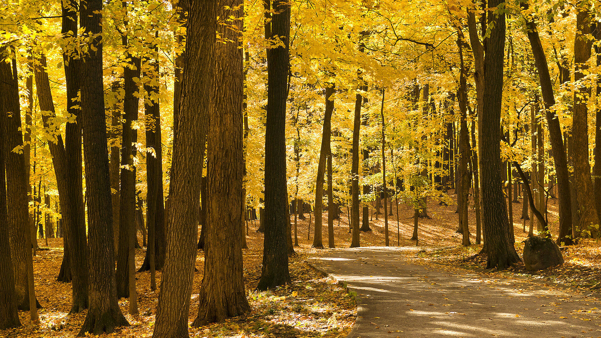 Smithsonian Forest Road Background