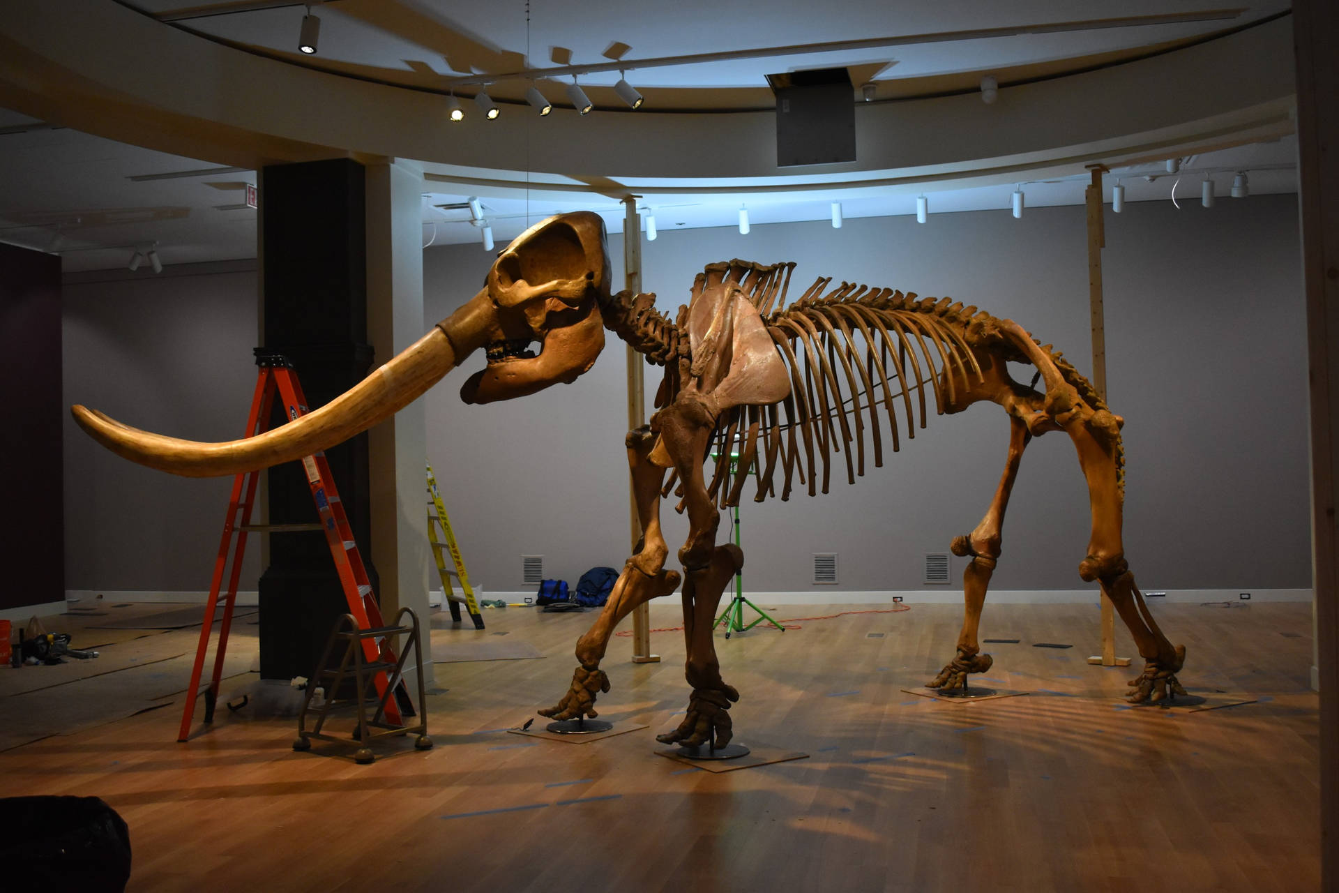 Smithsonian Mastodon Skeleton Background