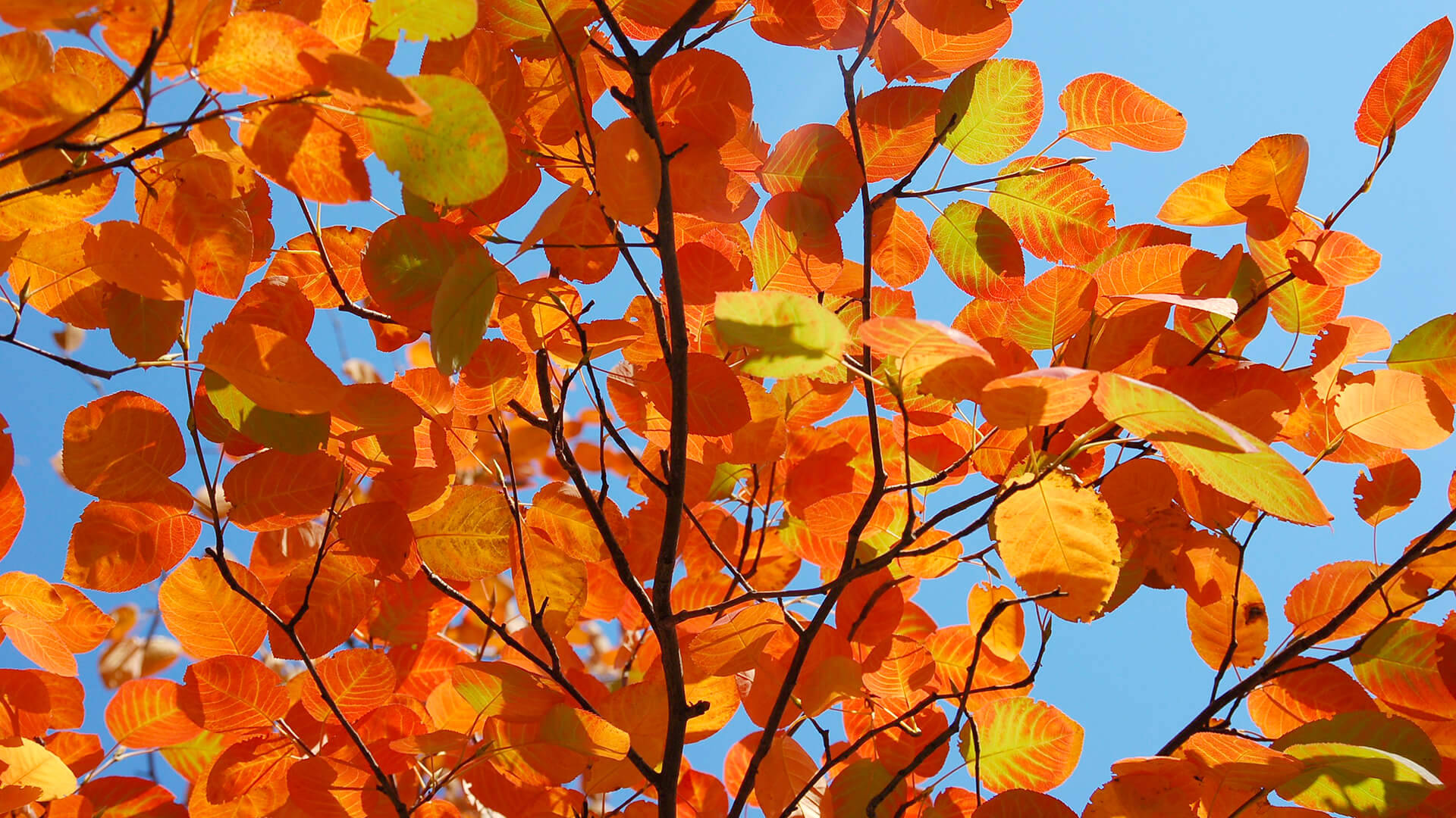 Smithsonian Serviceberry Tree Background