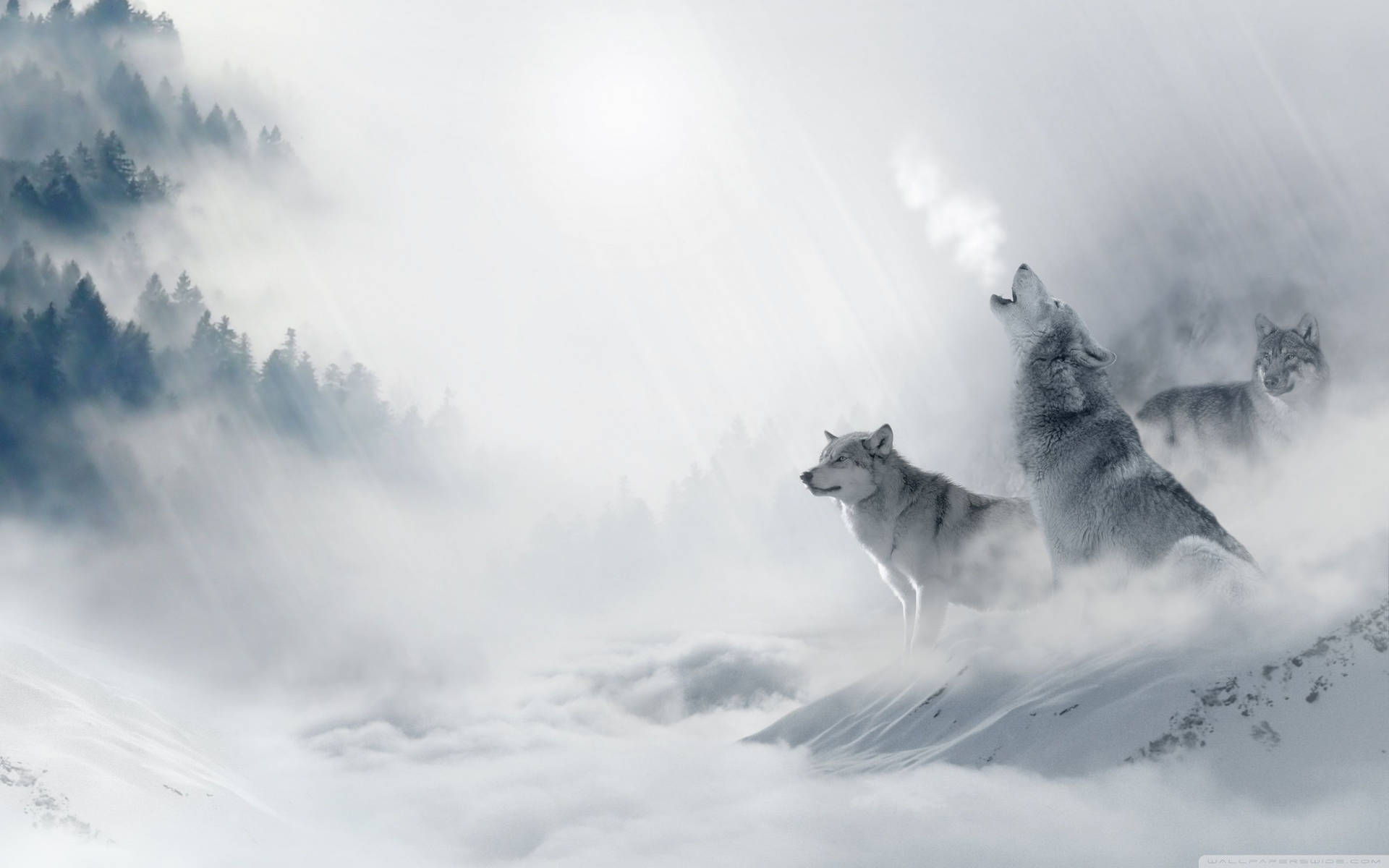 Smoke-filled Wolf Desktop Background