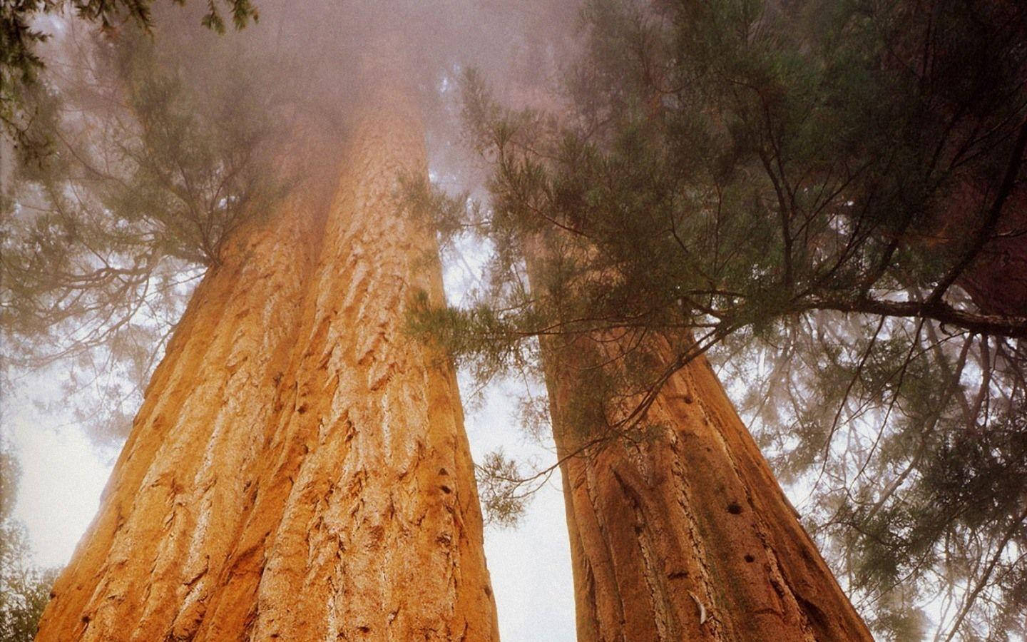 Smokey Sequoia National Park Background