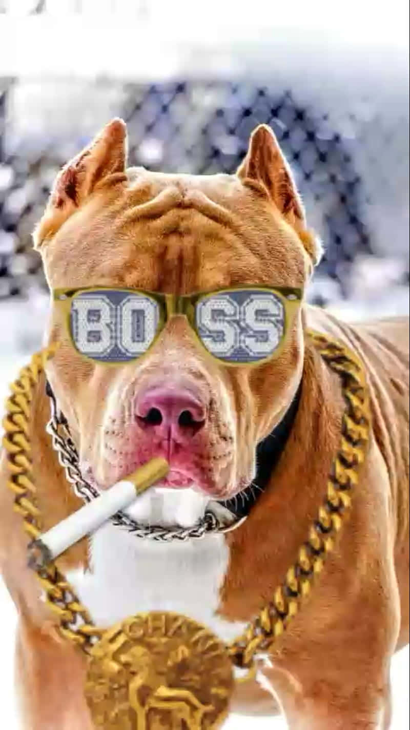 Smoking Boss Dog Pitbull Background