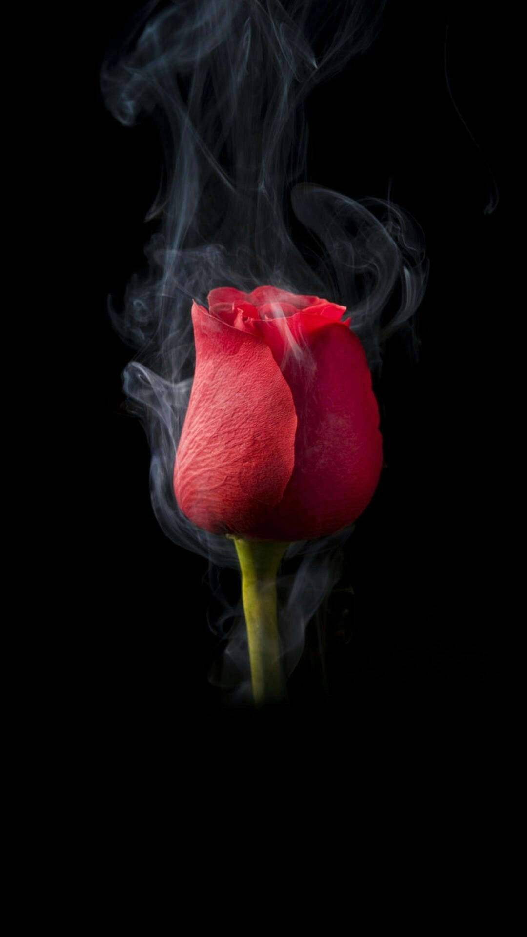 Smoking Rose Flower Phone Background