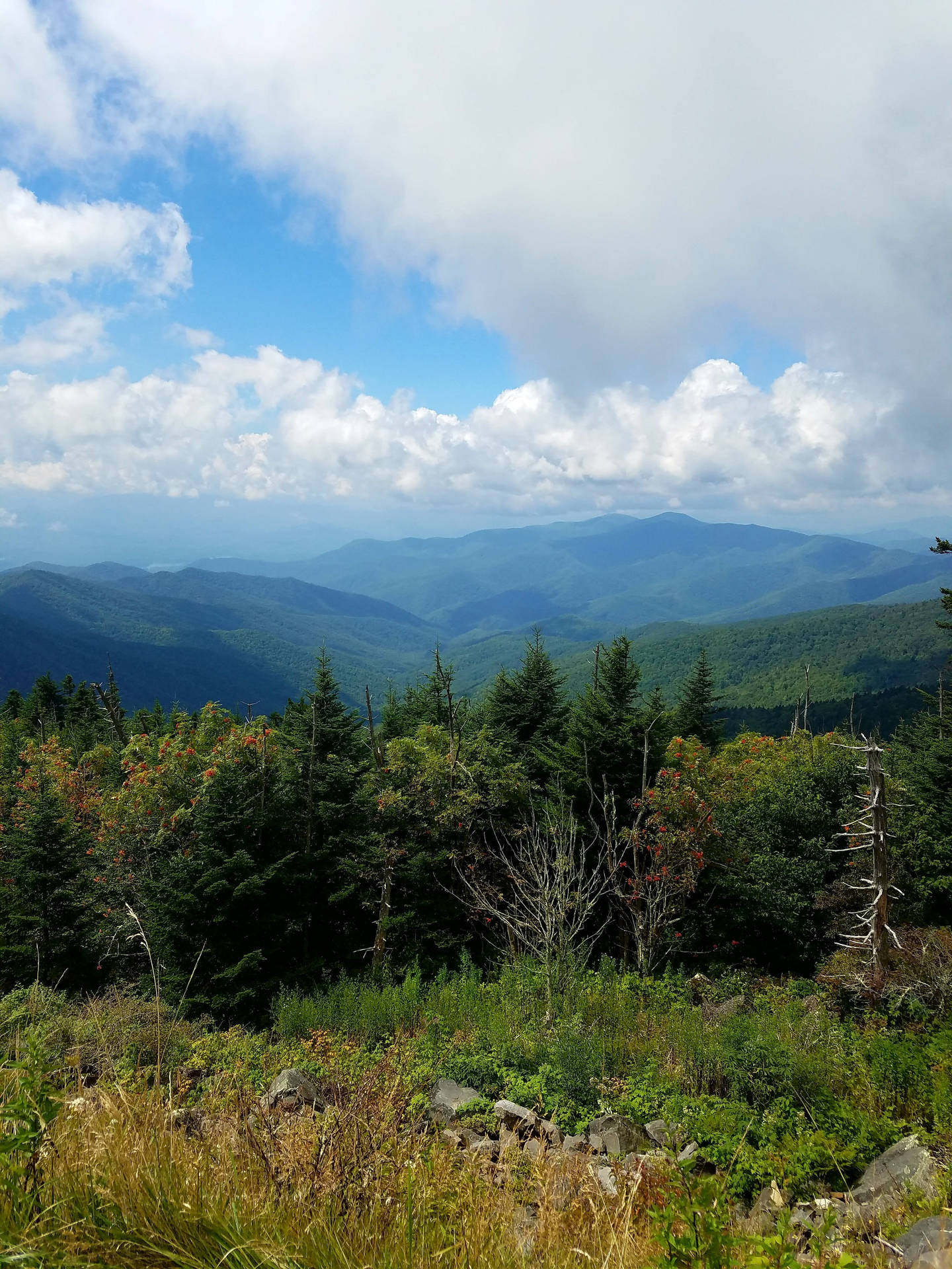 Smoky Mountains And Forest Background