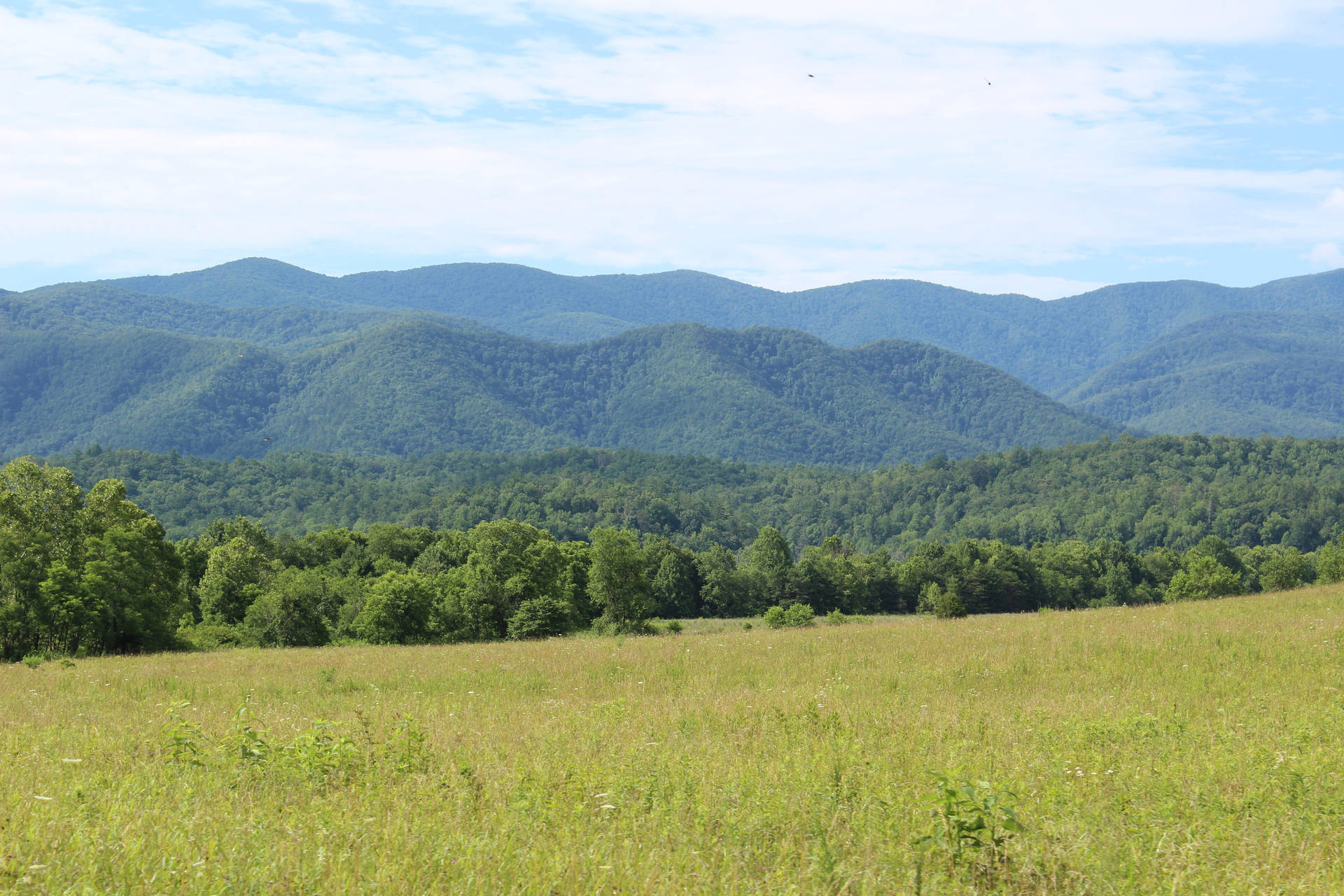 Smoky Mountains And Grassy Field Background