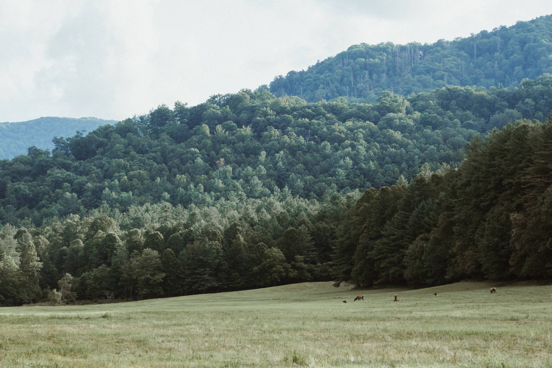 Smoky Mountains With Field And Trees Background