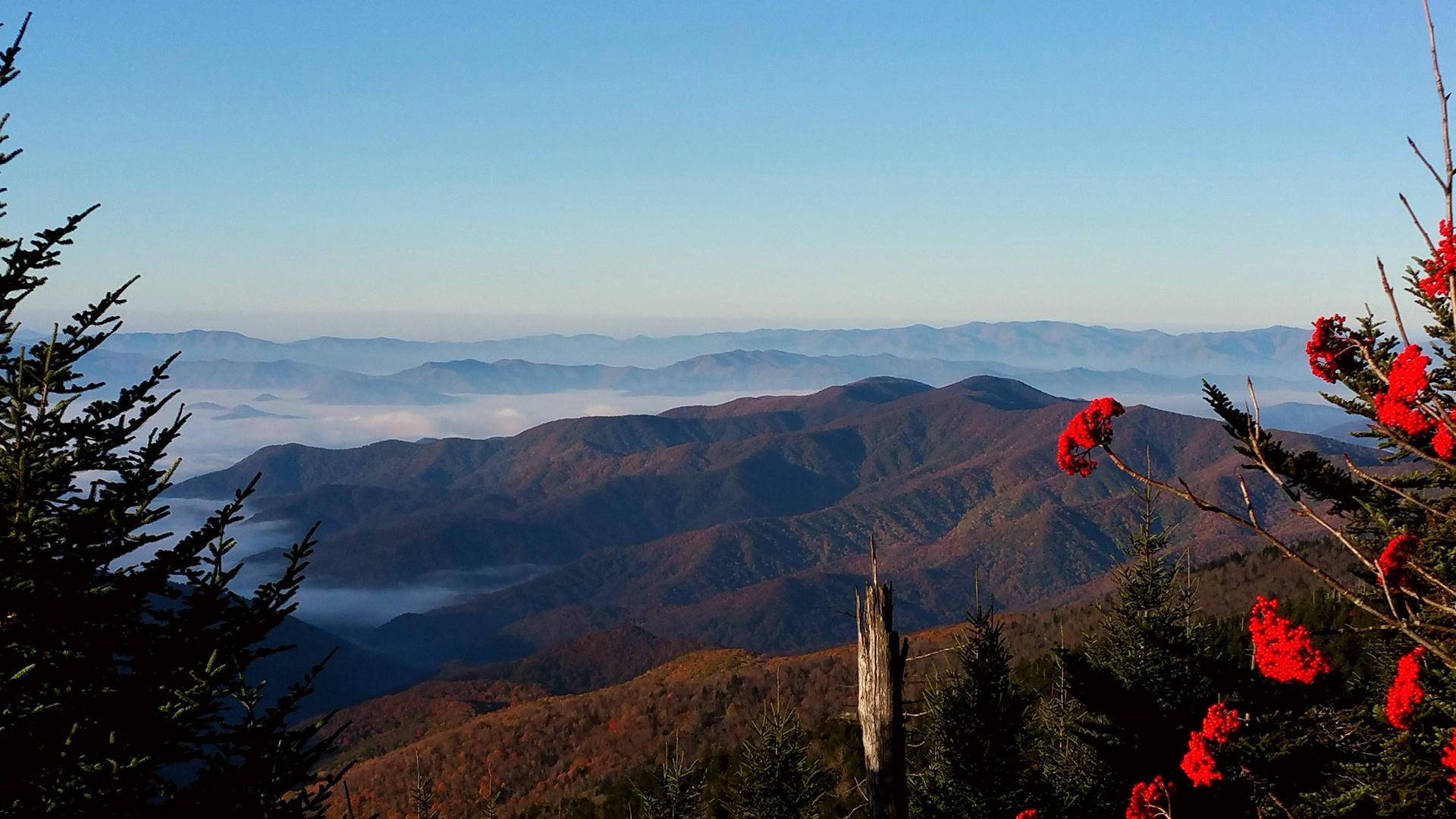 Smoky Mountains With Red Flowers Background