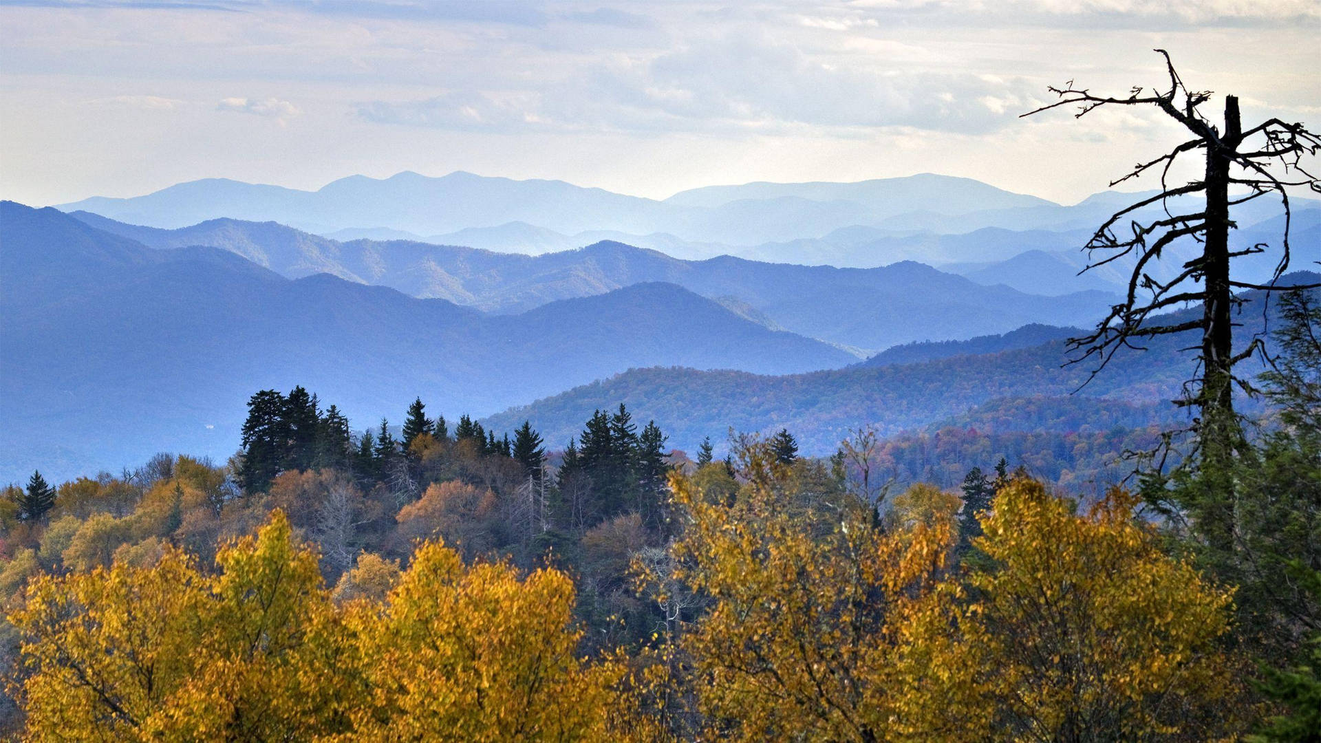 Smoky Mountains With Yellow Trees Background