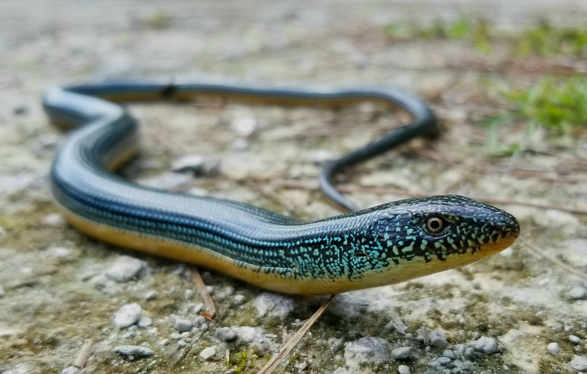 Smooth And Glossy Eastern Glass Lizard