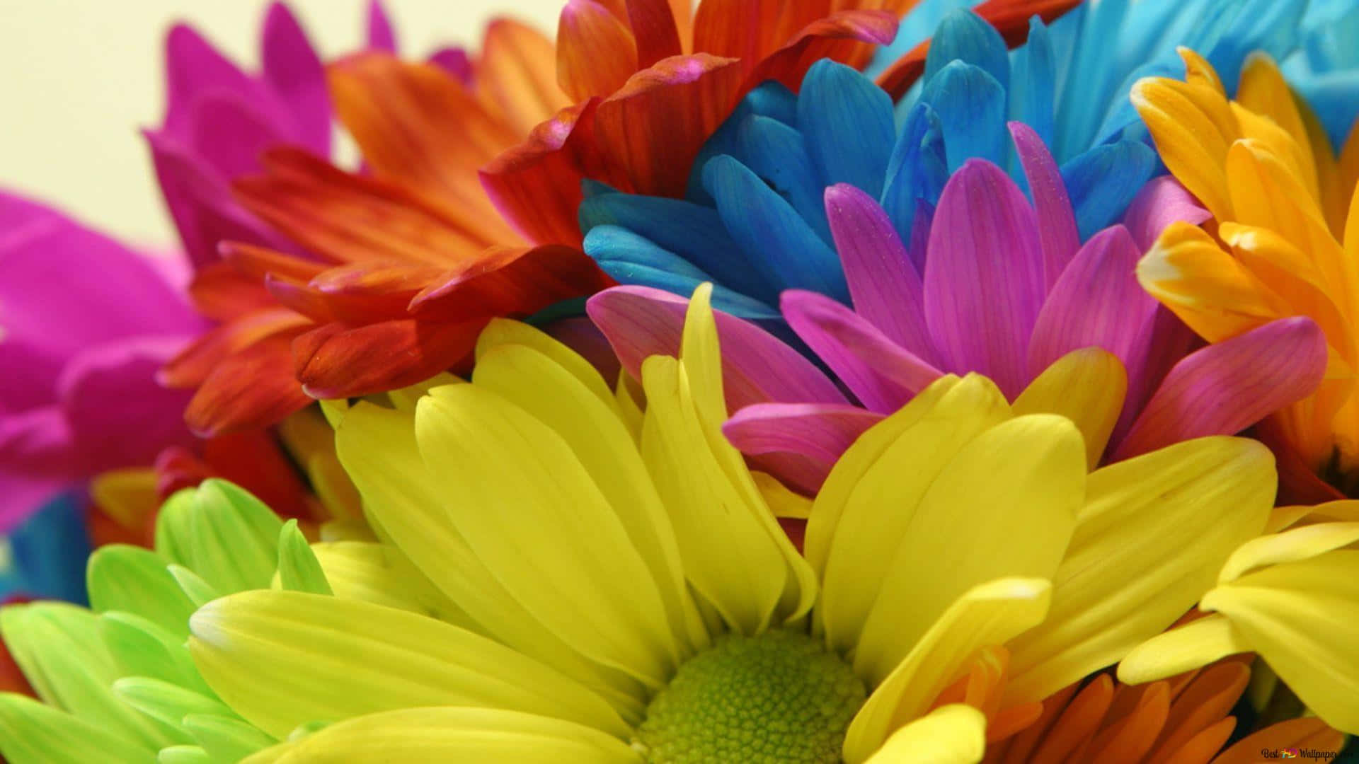 Smooth Colorful Daisies Background