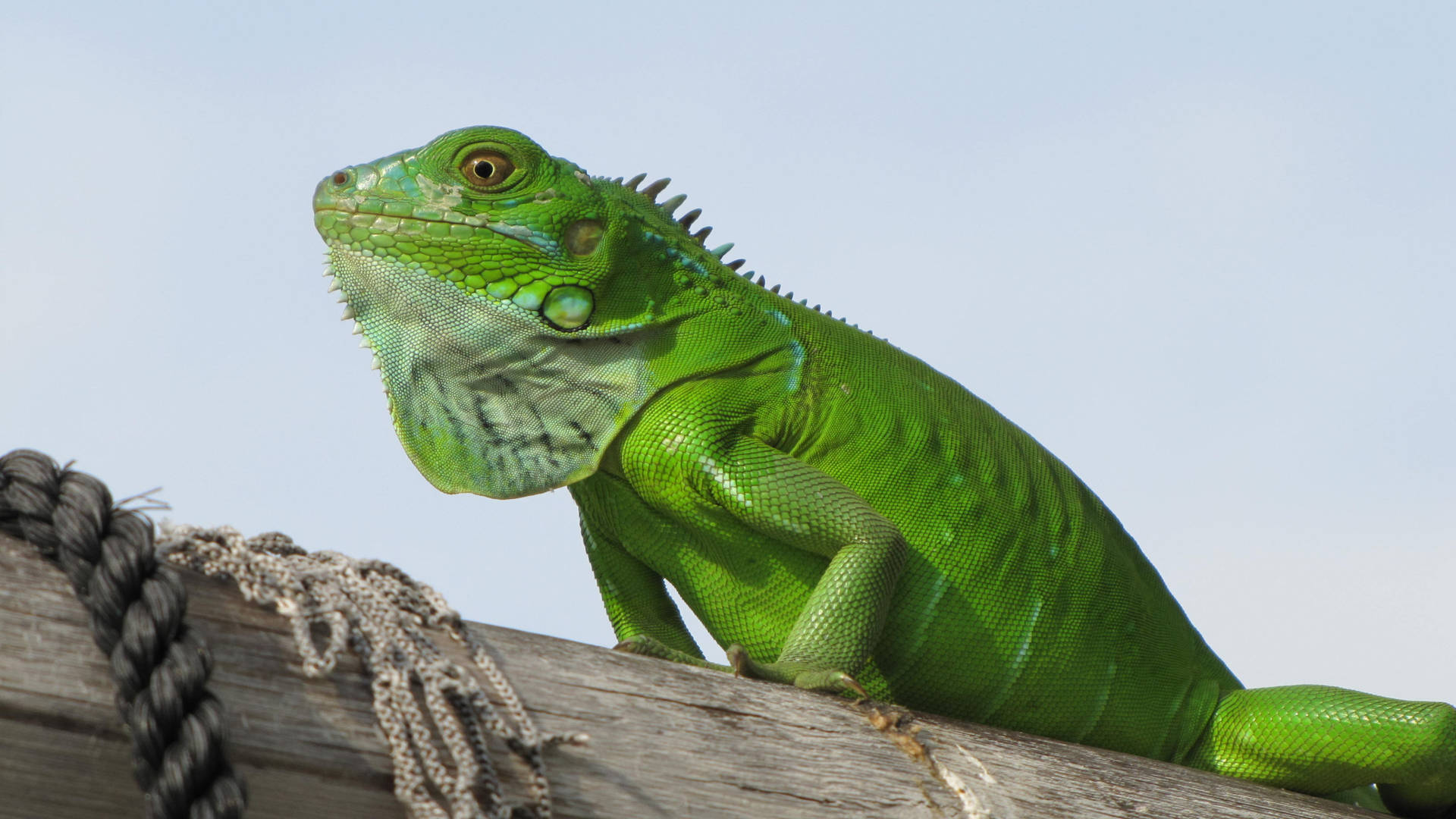 Smooth Green Iguana On A Wood Background