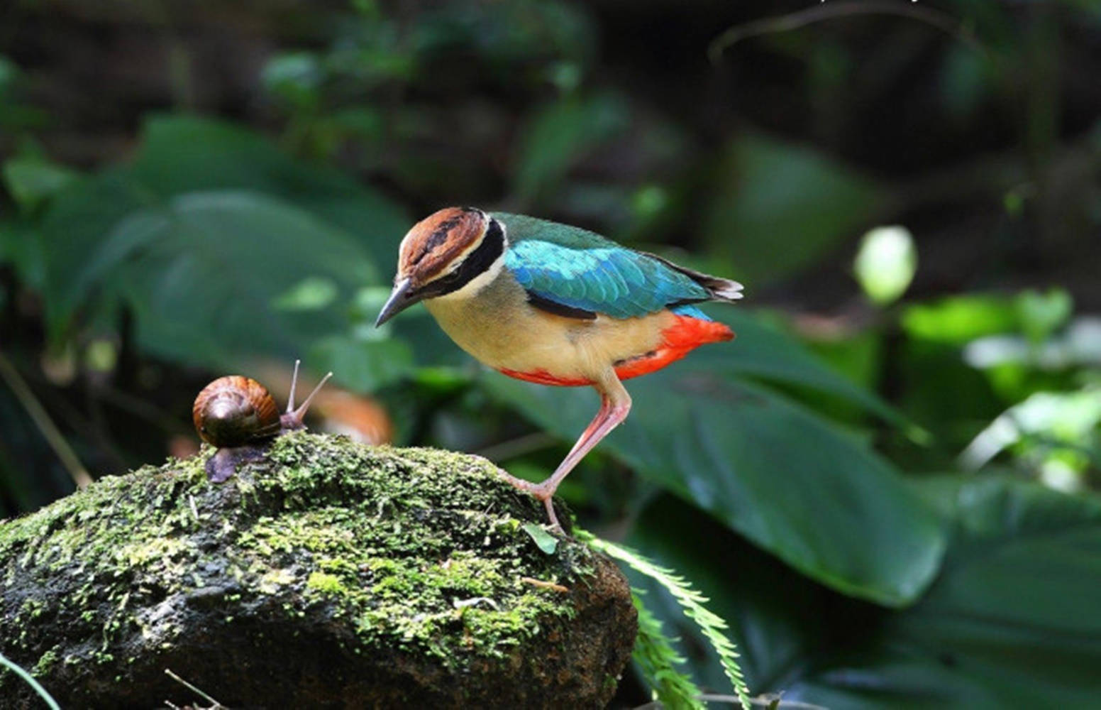 Snail And Fairy Pitta Bird Background