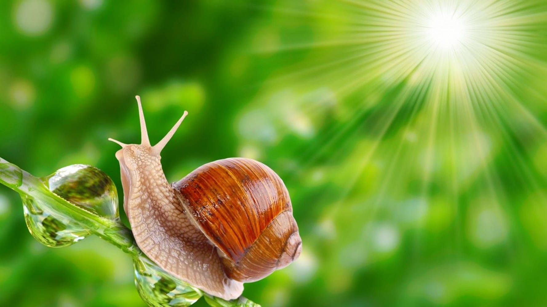 Snail And Sunshine Background