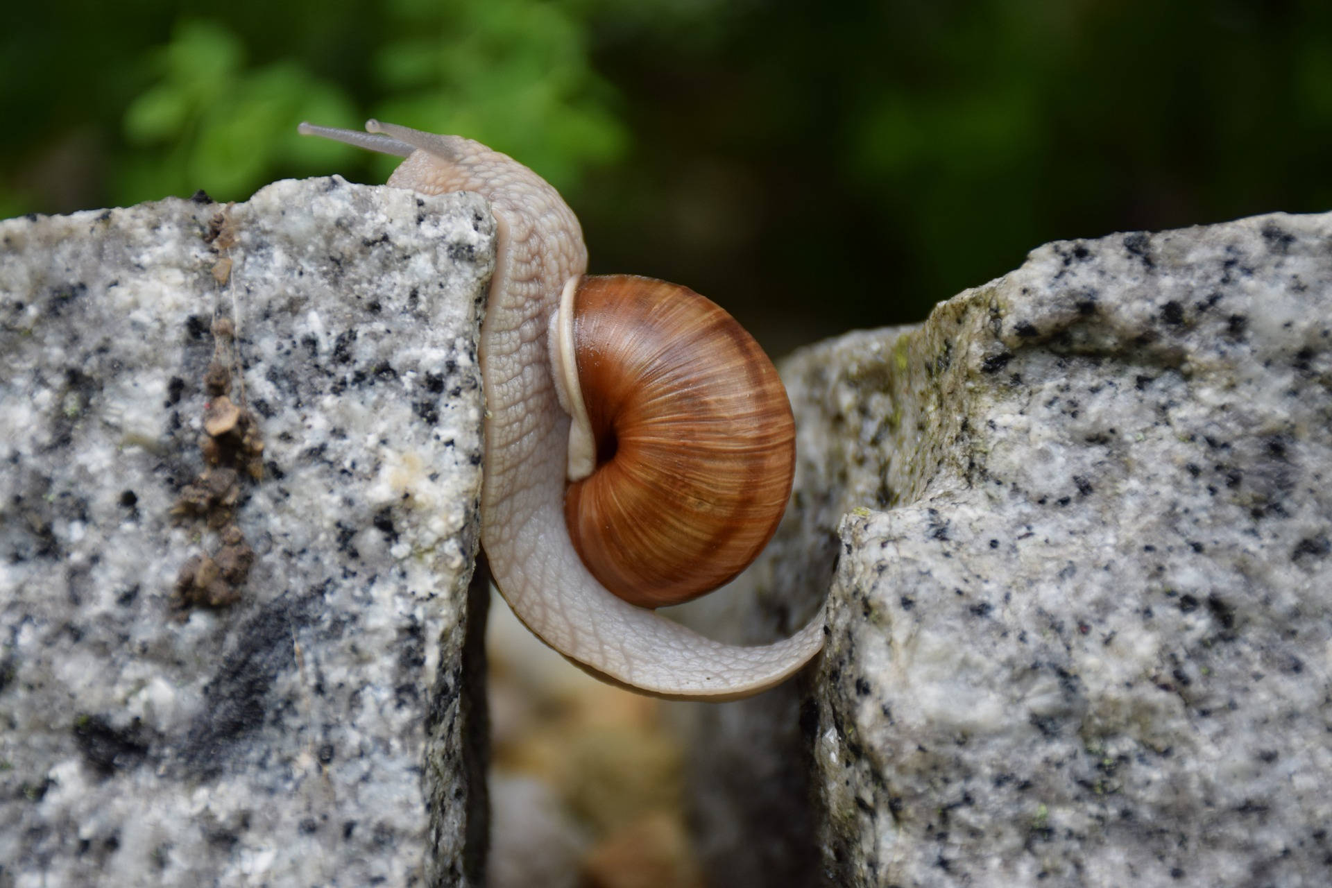 Snail Caught In Between Background