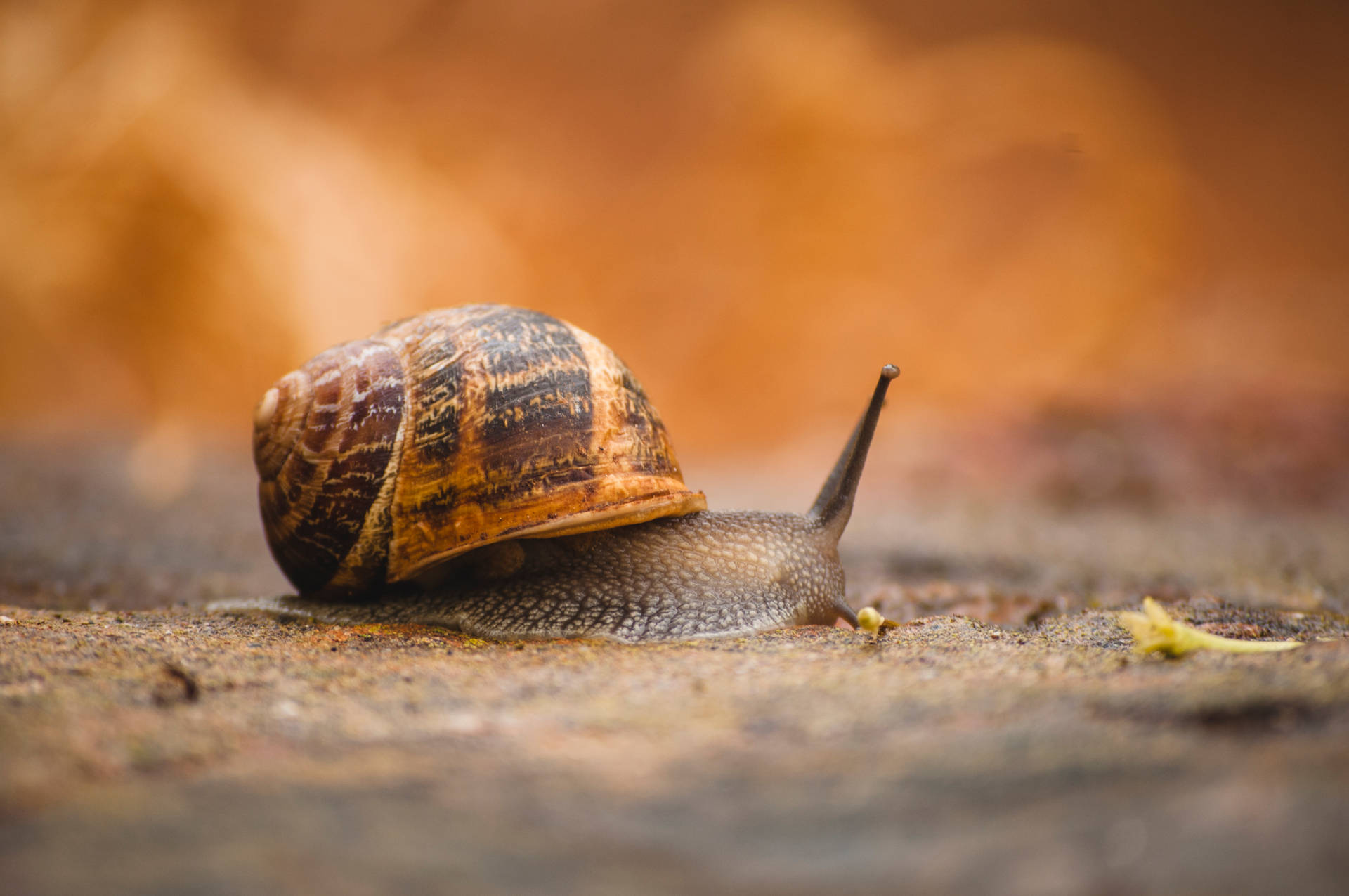Snail During Autumn Background