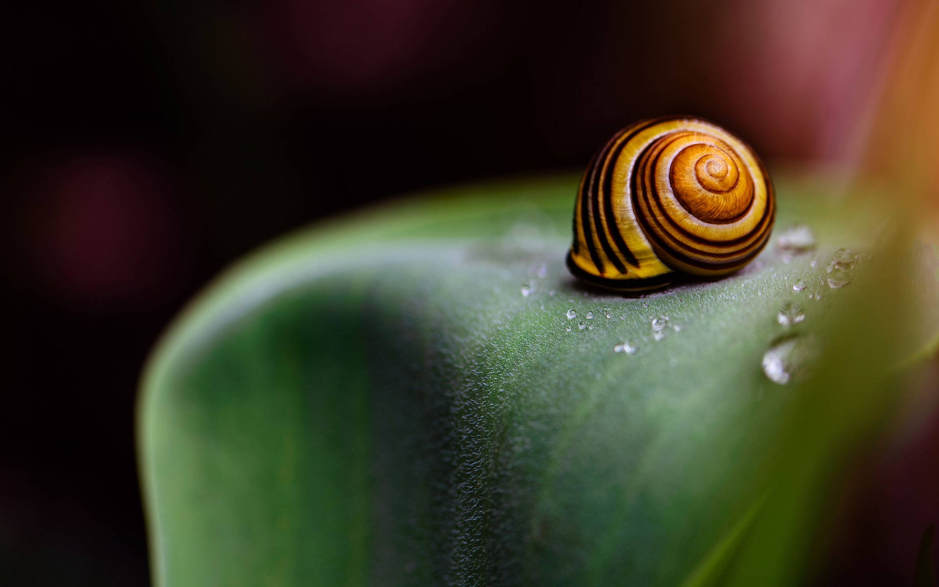 Snail Hiding Shell Background