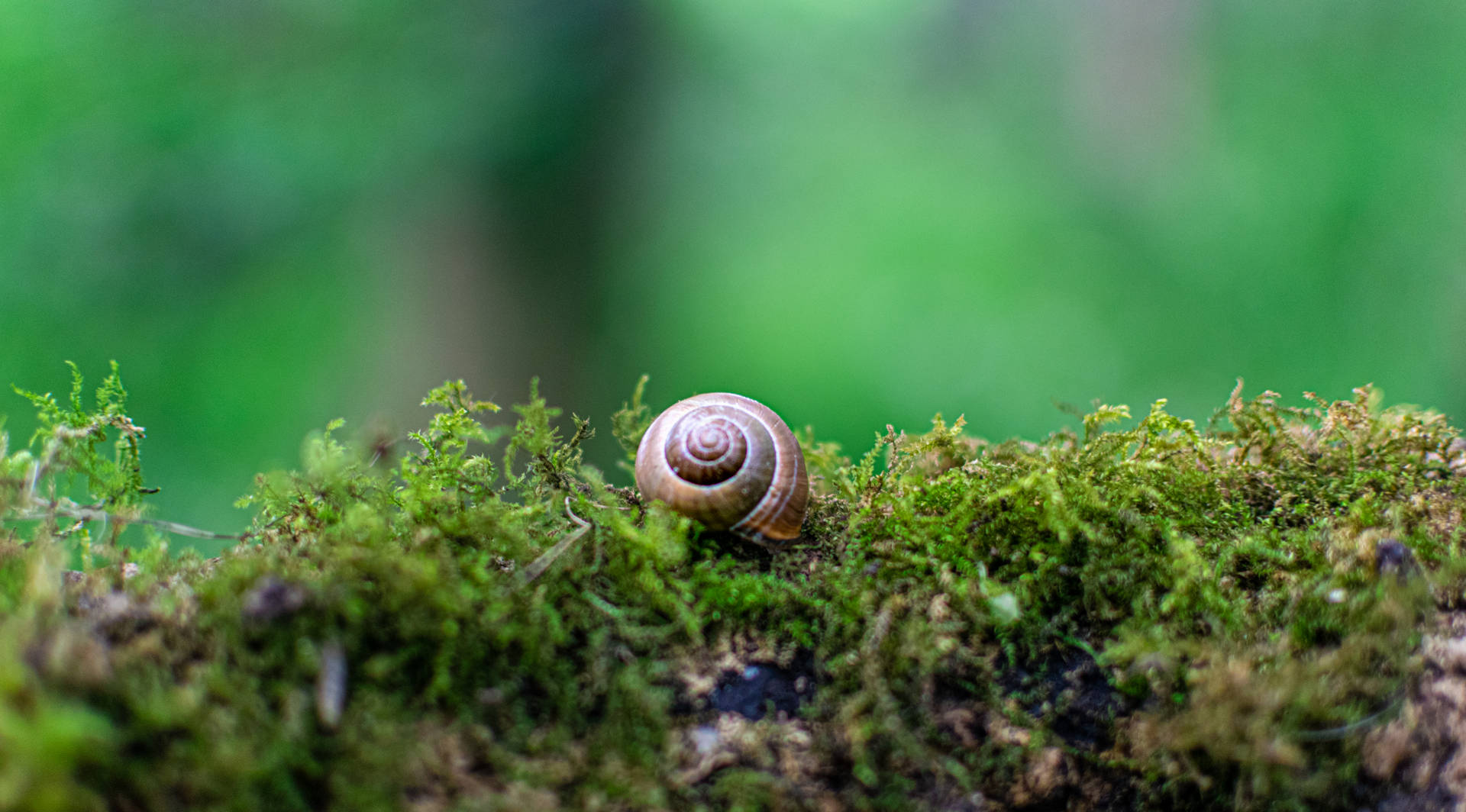 Snail In Middle Earth Background